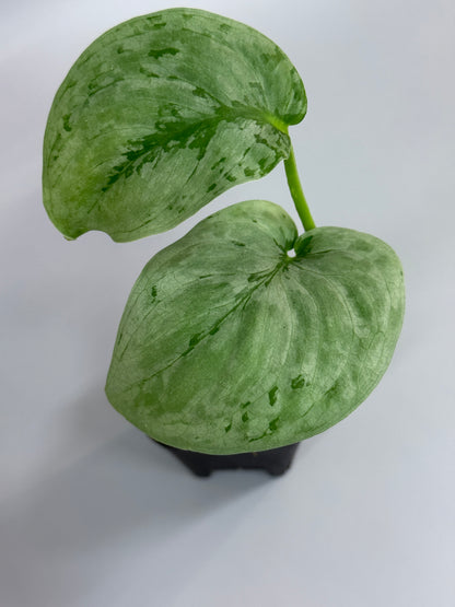 スキンダプサス sp.ジャンビ / Scindapsus sp.jambi (2)