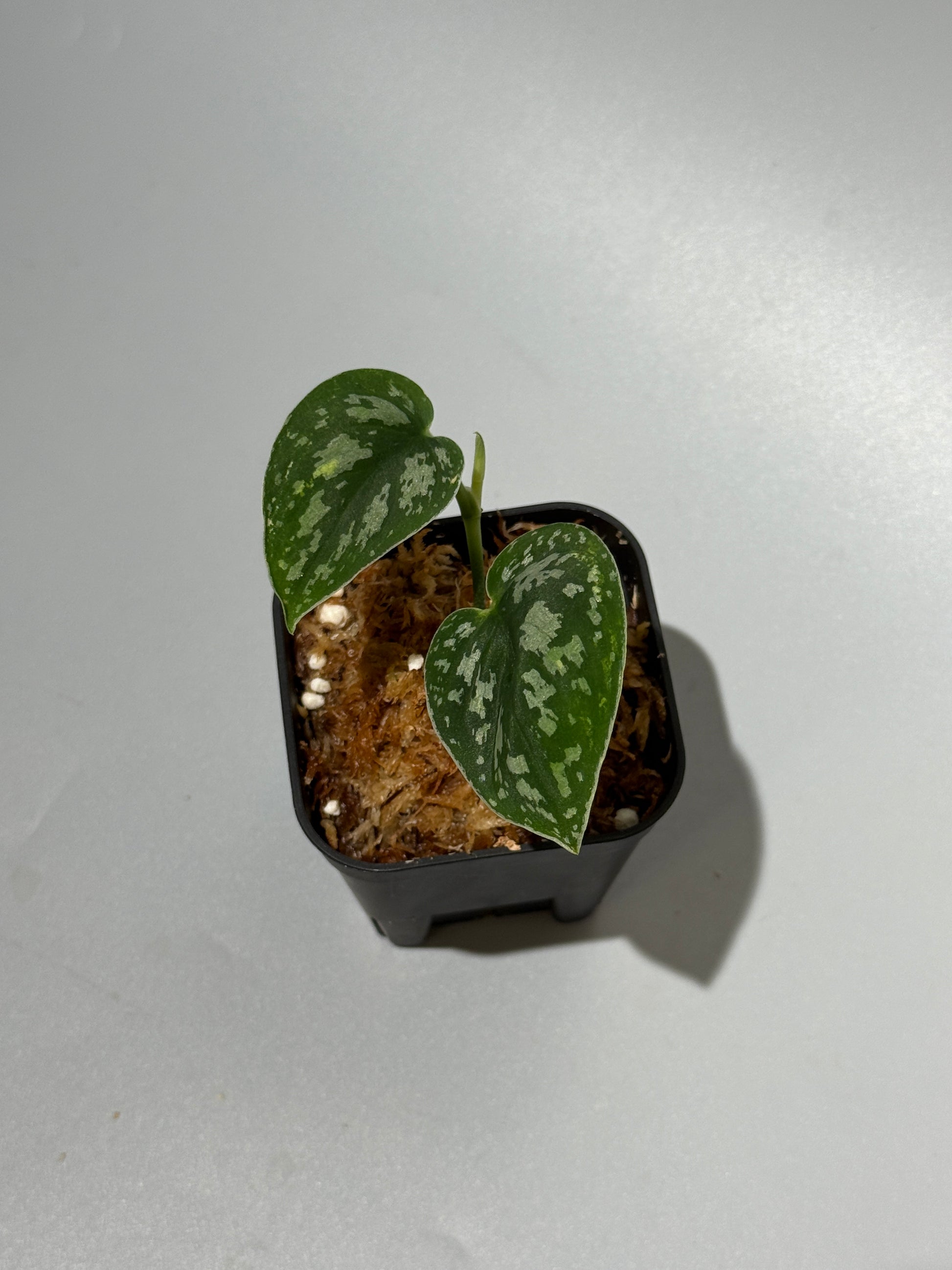スキンダプサス トリカラー ダーク / Scindapsus Tricolor dark (1)