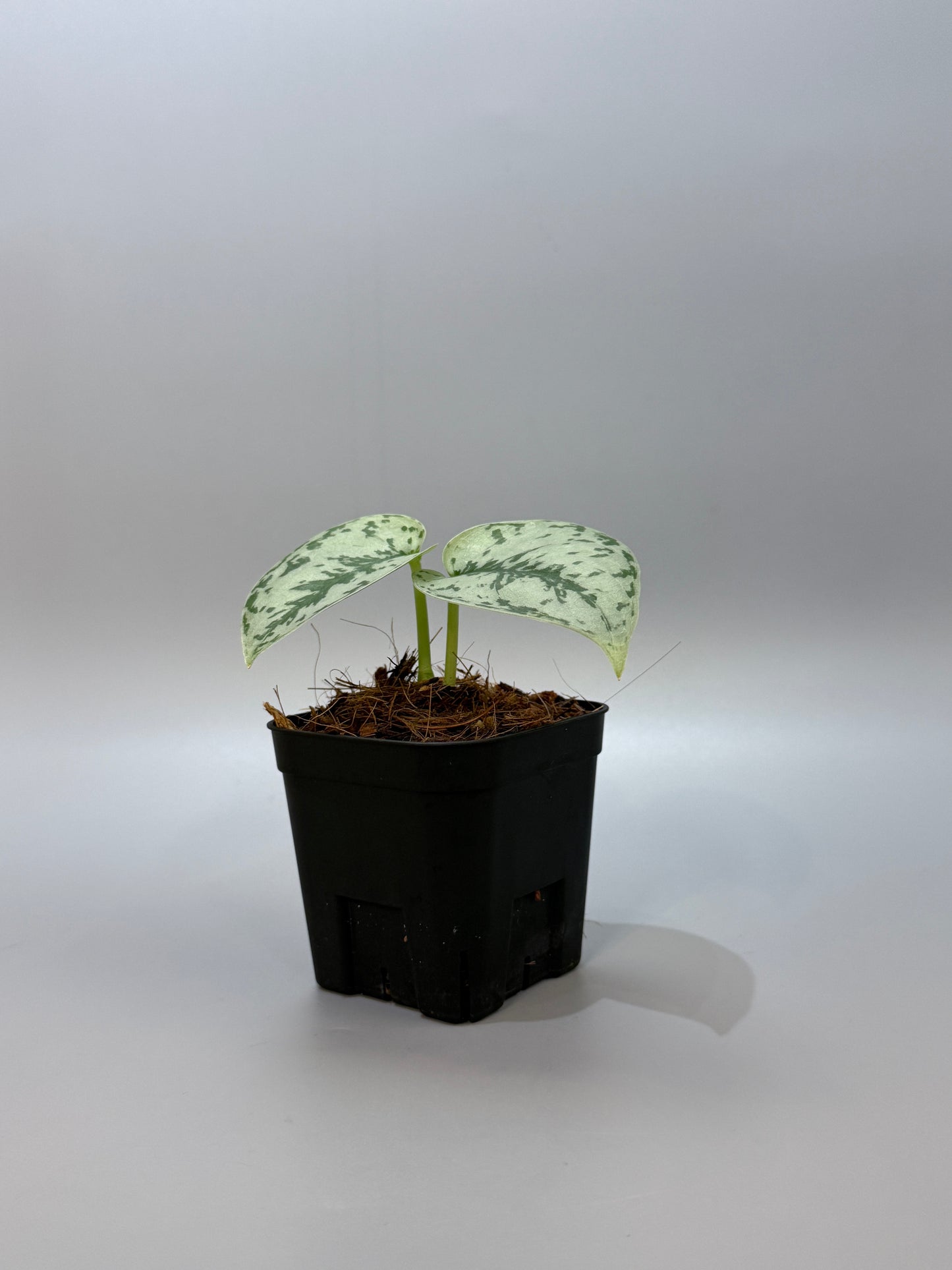 スキンダプサス シルバーレディ / Scindapsus silver lady (4)