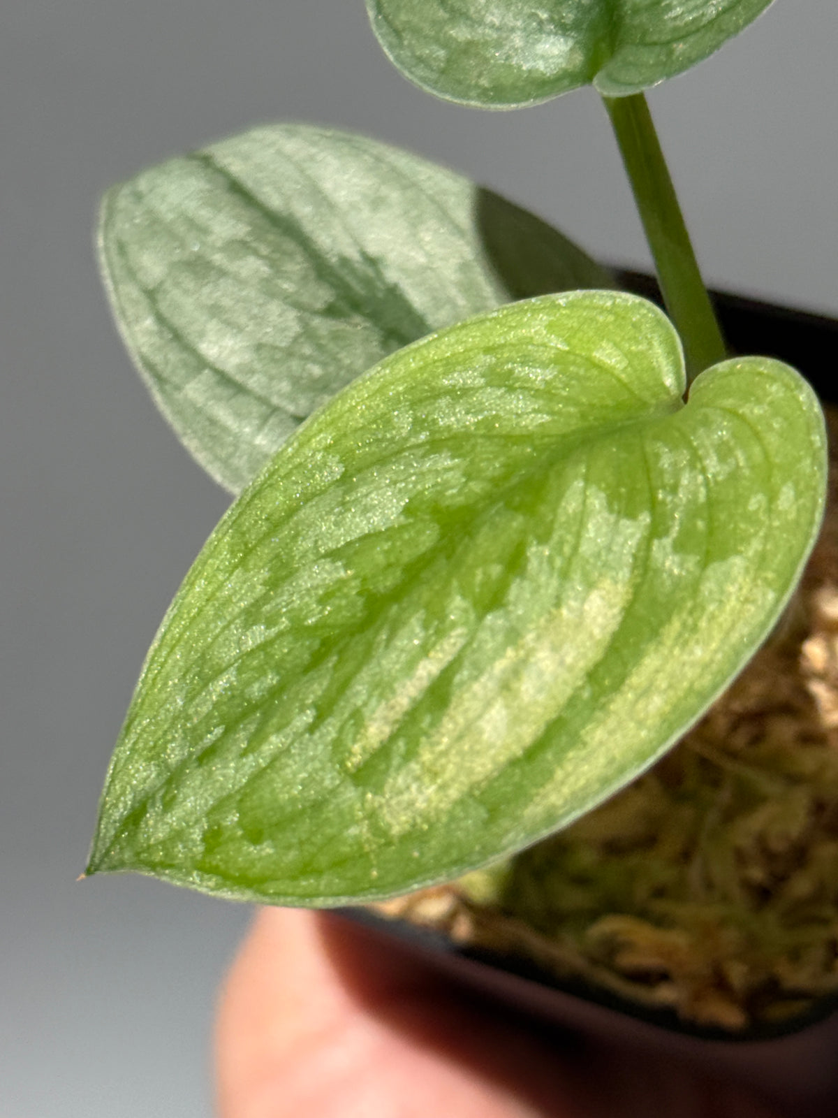スキンダプサス Sp.バニュマス / Scindapsus Sp.Banyumas (1)