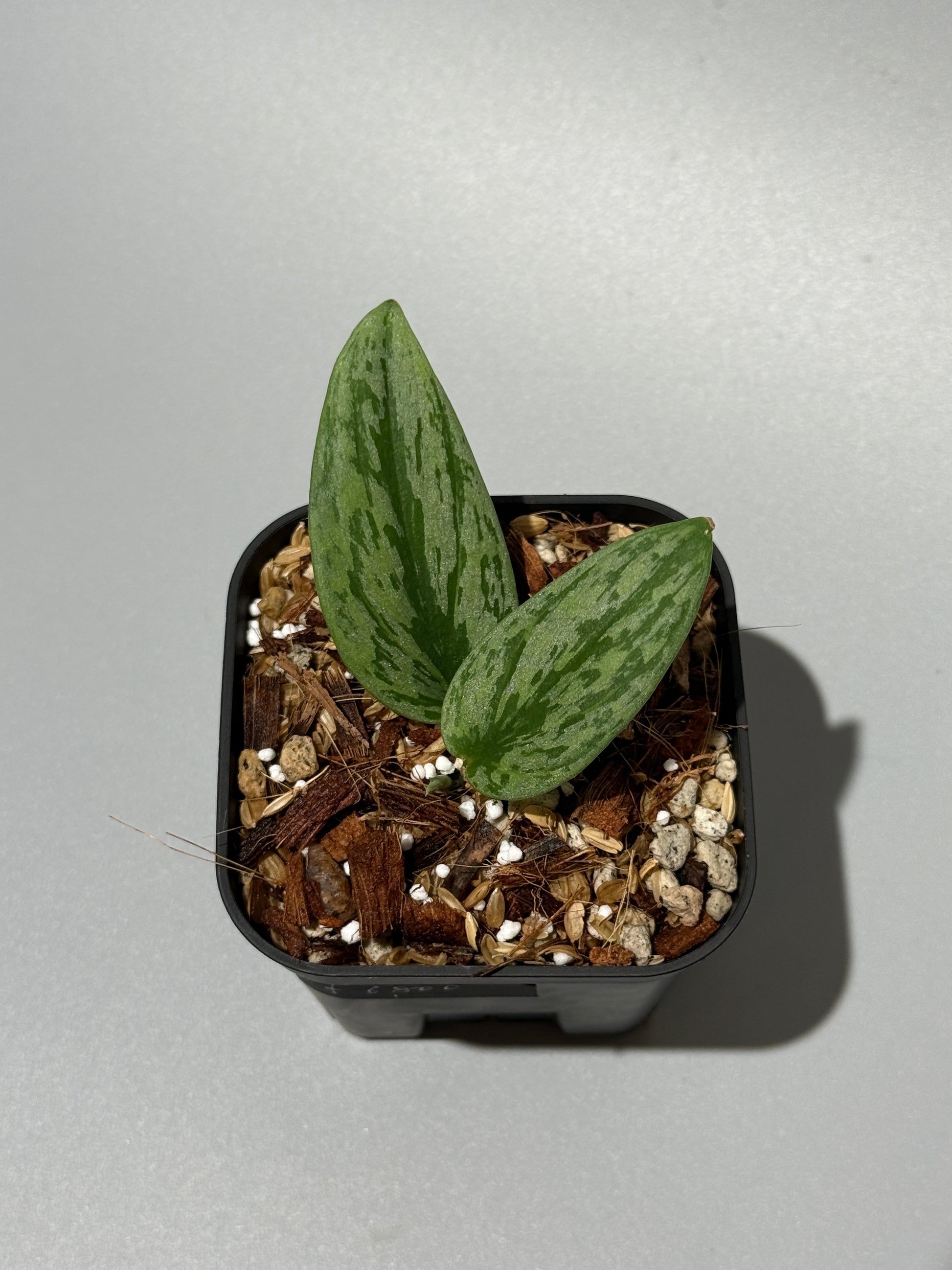 スキンダプサス グリーン アーミー トリカラー / Scindapsus Green army tricolor (1)