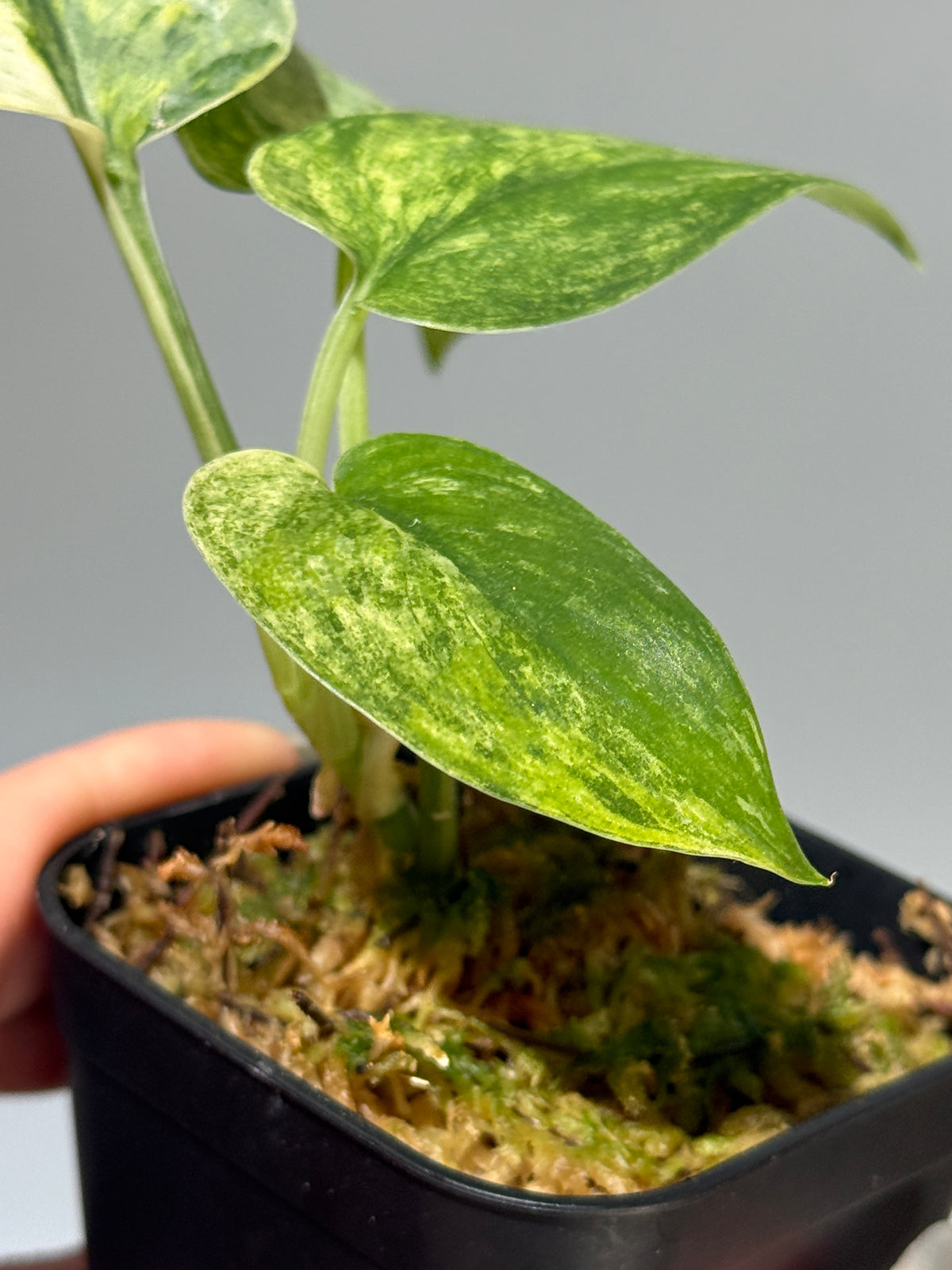スキンダプサス シリワンギ トリカラー  / Scindapsus Siliwangi tricolor (2)