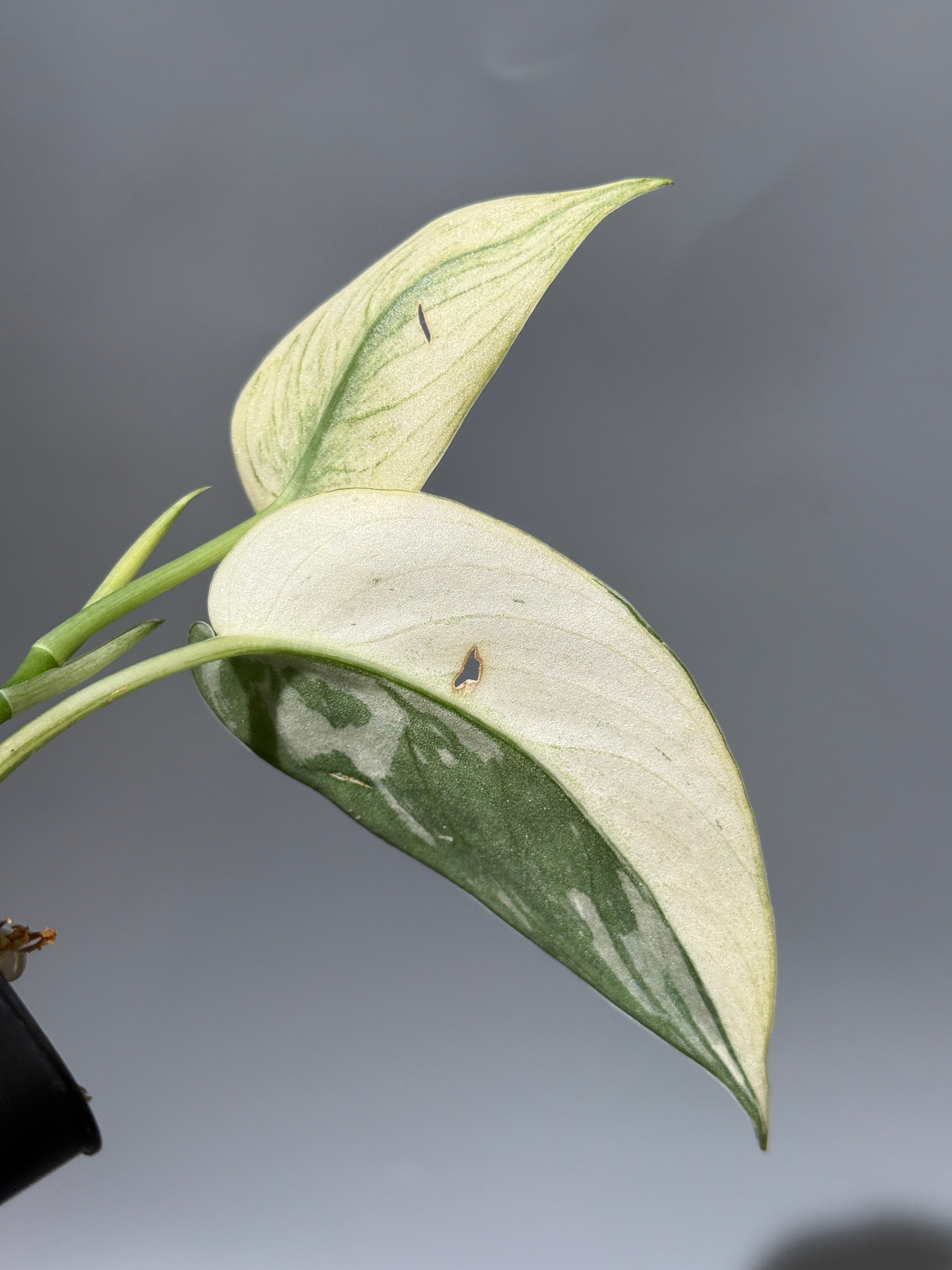 スキンダプサス・マリポーサ斑入り　1 スキンダプサス マリポーサ / Scindapsus Mariposa(1) – Nakayama-Plants
