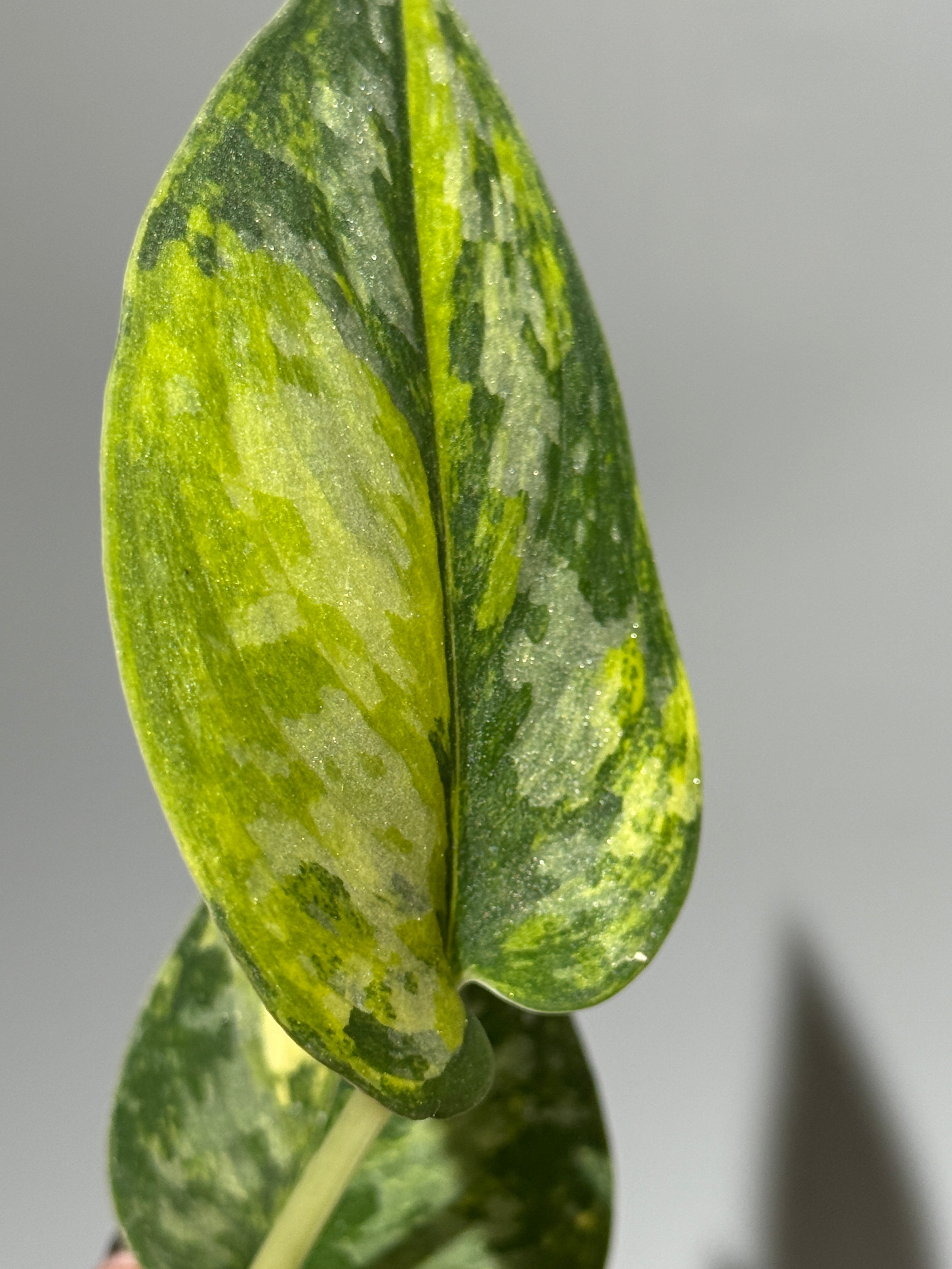 スキンダプサス グリーン ダイヤモンド / Scindapsus Green diamond (1