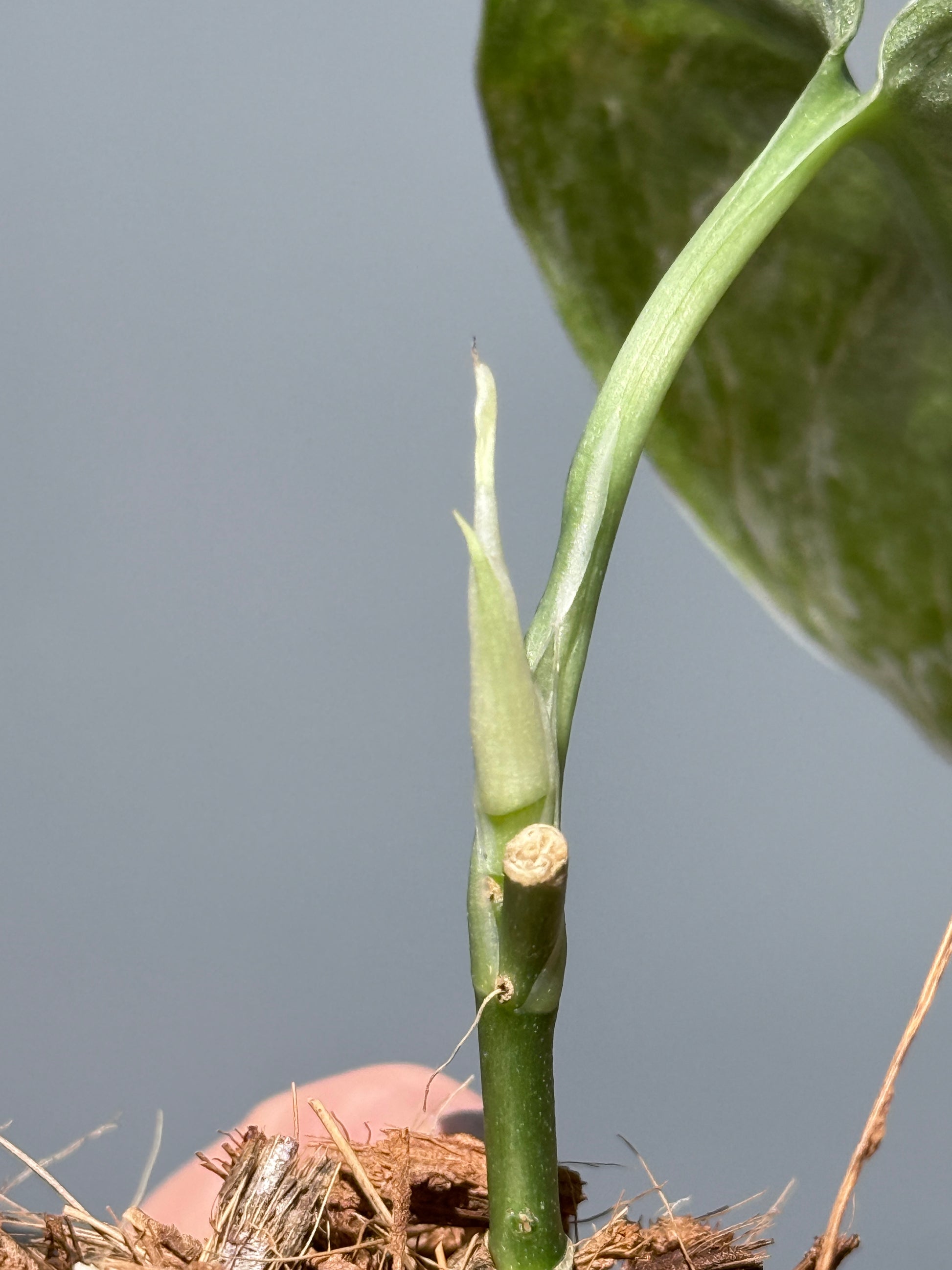 スキンダプサス ブルー スカイ/Scindapsus Blue sky  (1)