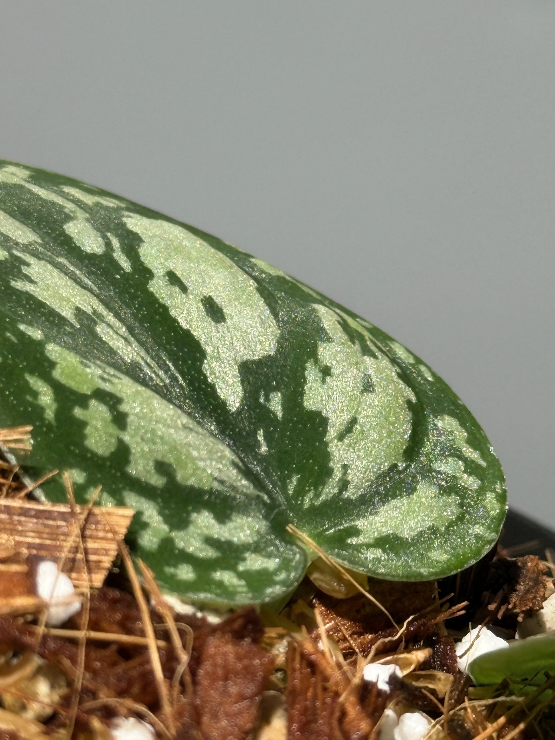 スキンダプサス トリカラー / Scindapsus tricolor (1)