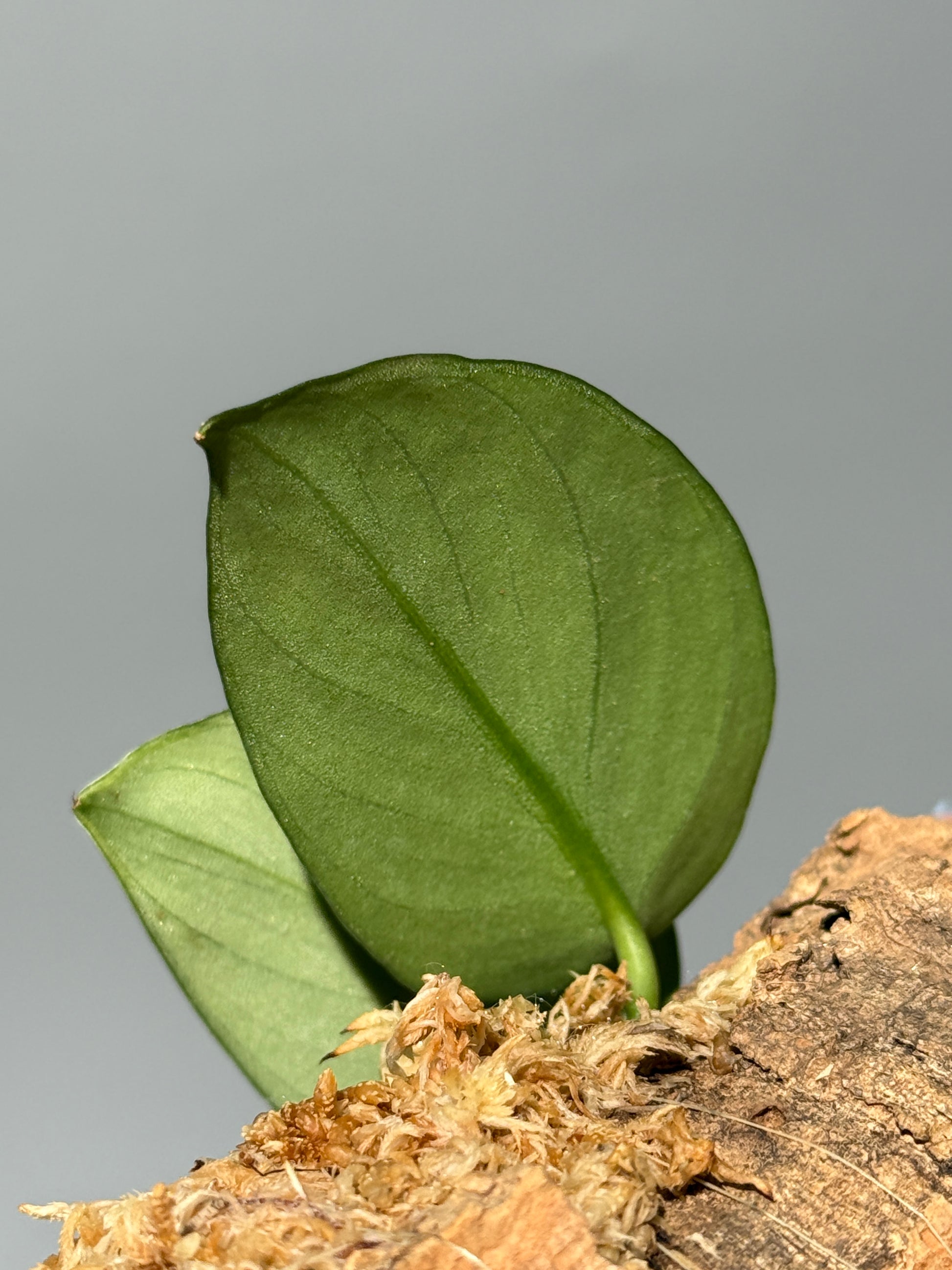 スキンダプサス Sp. カリマンタン / Scindapsus Sp.Kalimantan (C1)