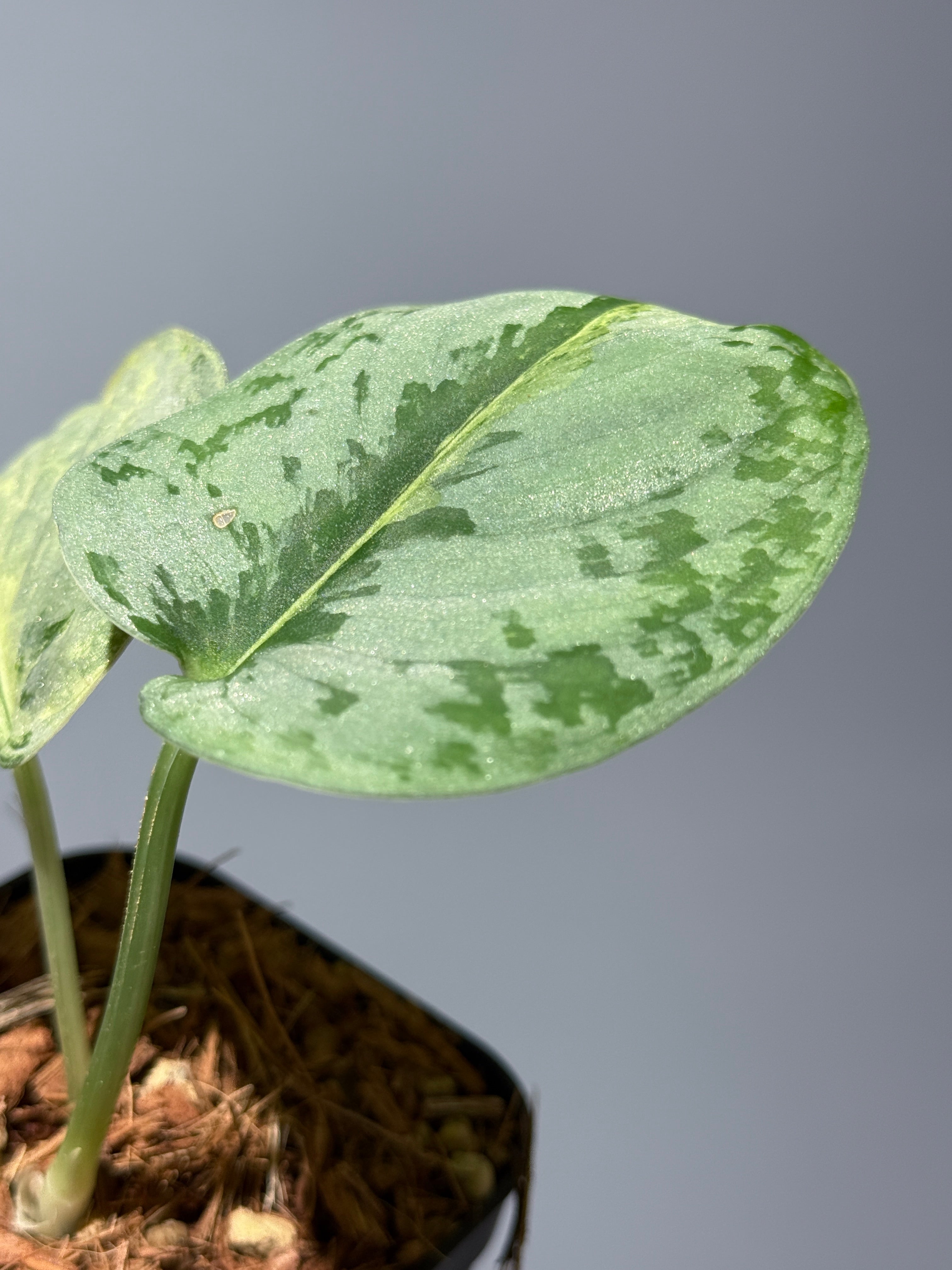 スキンダプサススーパームーン チリン / Scindapsus Supermoon tilung