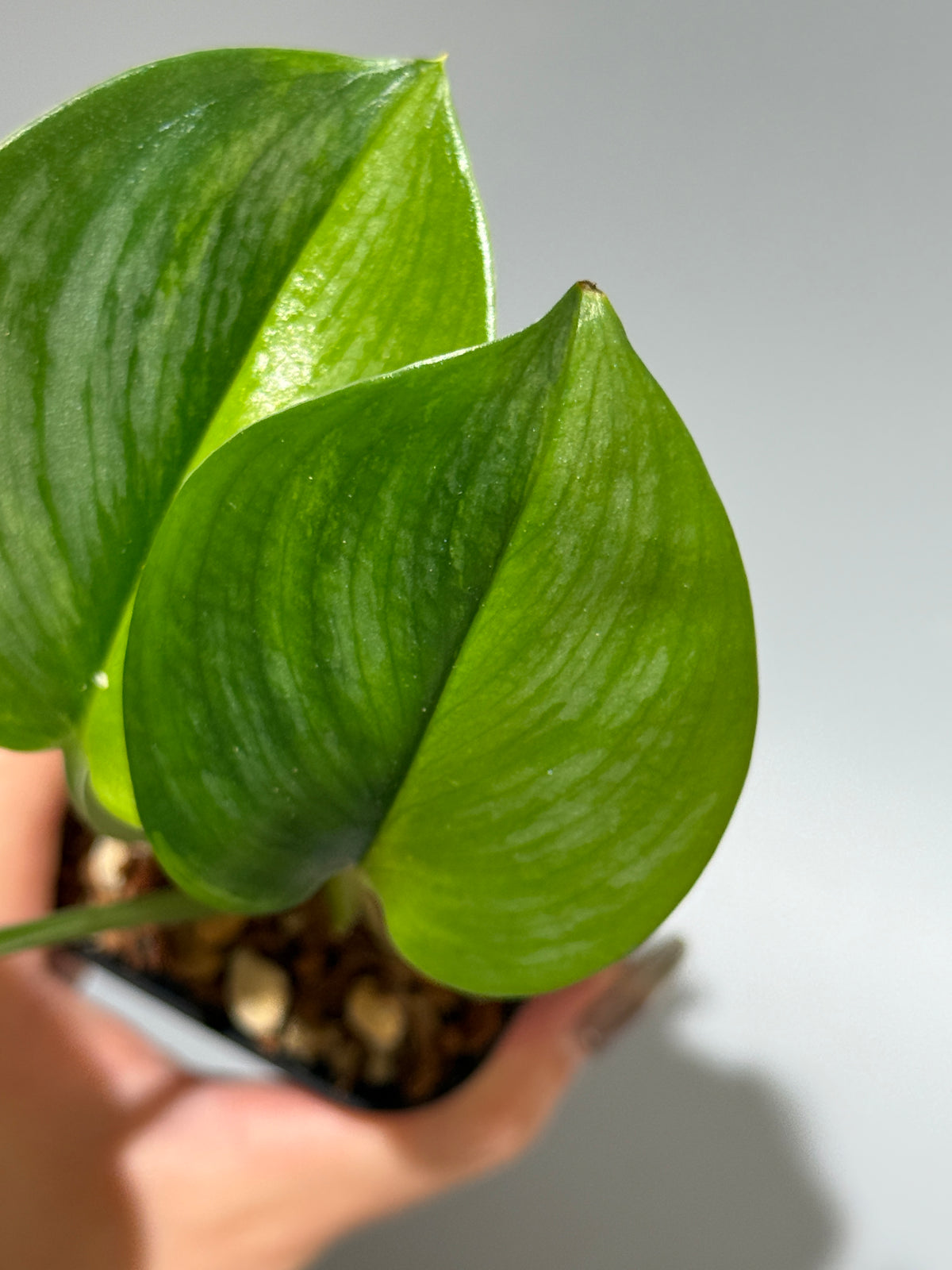 スキンダプサス ルビコン GOG  / Scindapsus rubicon GOG  (1)