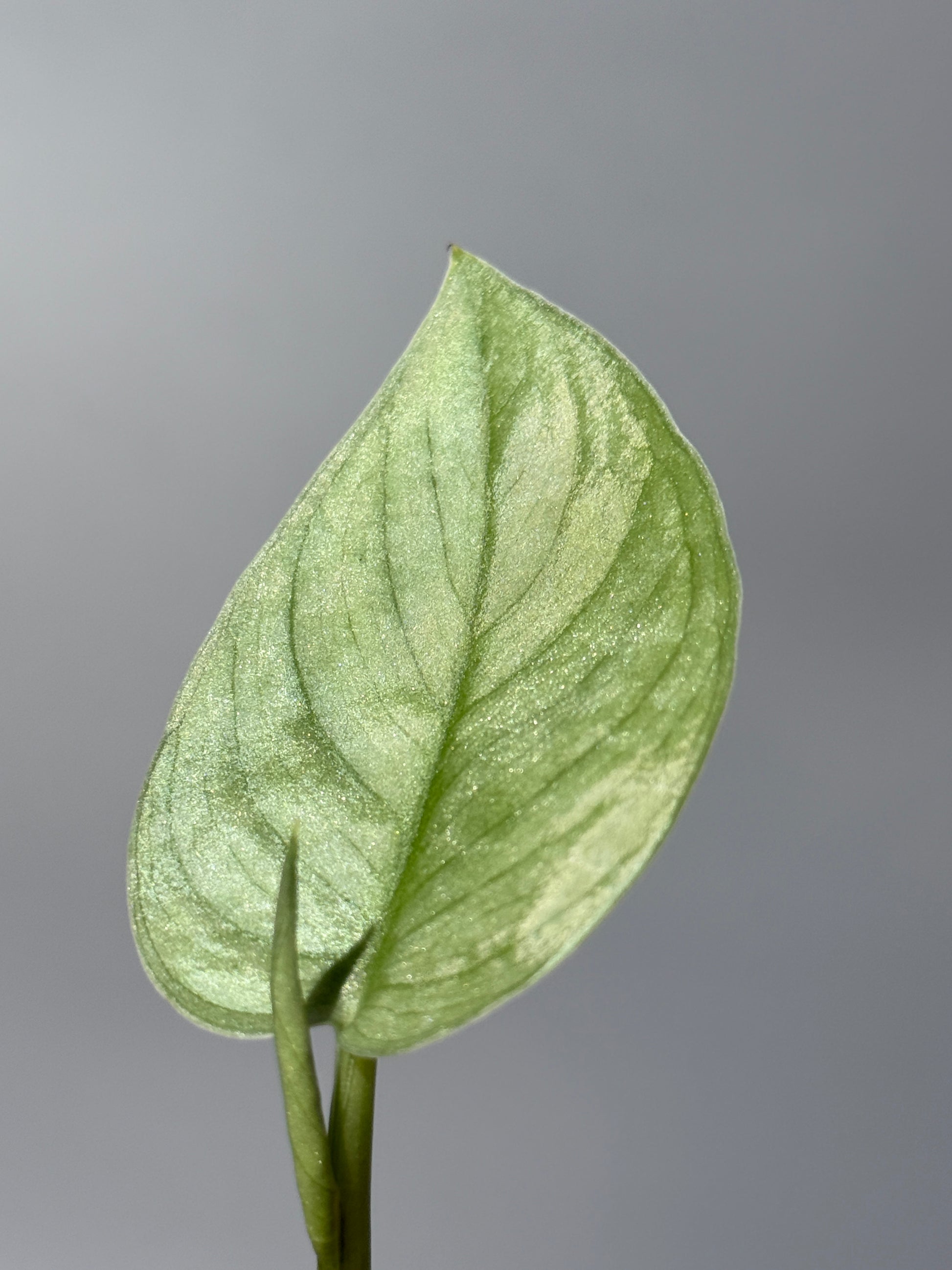 スキンダプサス グリーンベイン / Scindapsus Green vein (2)