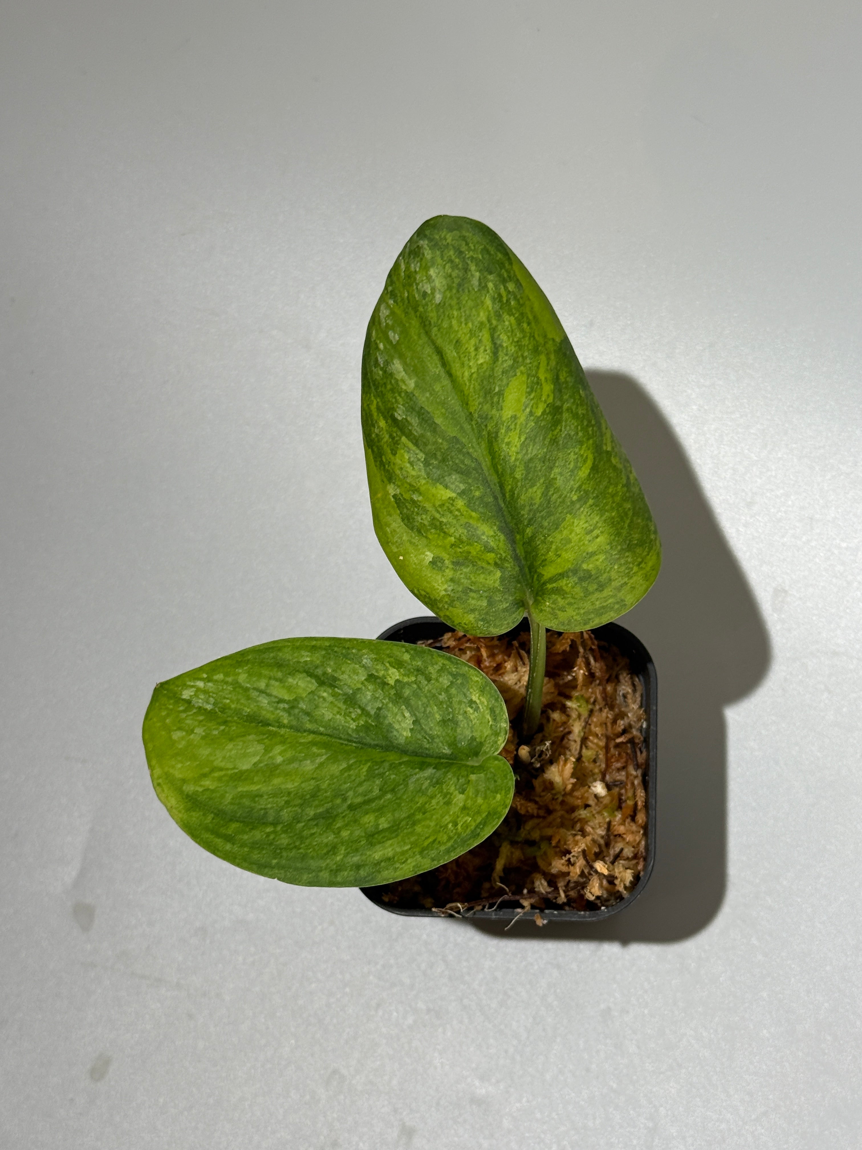All Plants – Page 2 – Nakayama-Plants