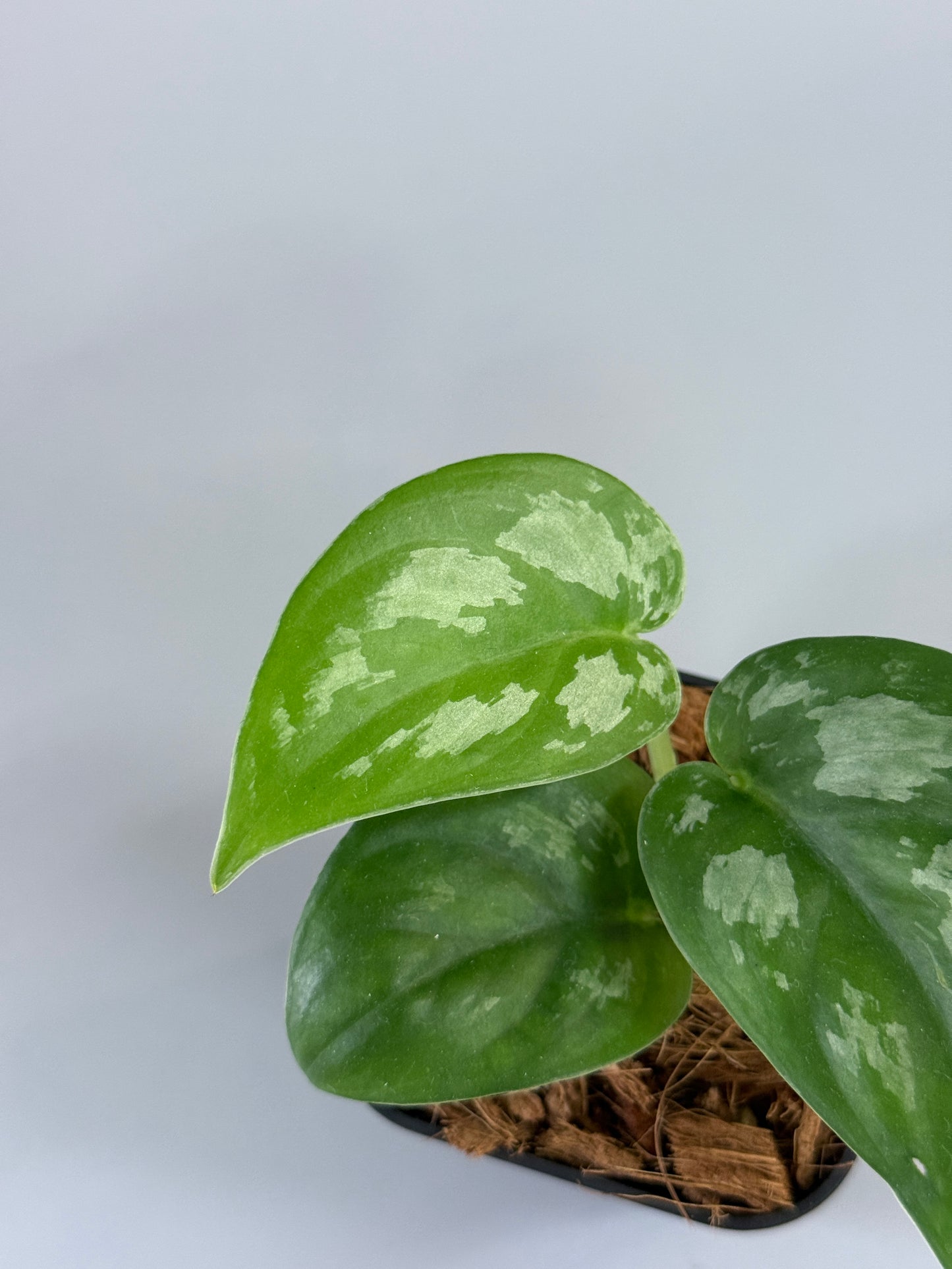 スキンダプサス エキゾチカ グローシ sp.サラワク / Scindapsus exotica glosy sp.serawak (3)