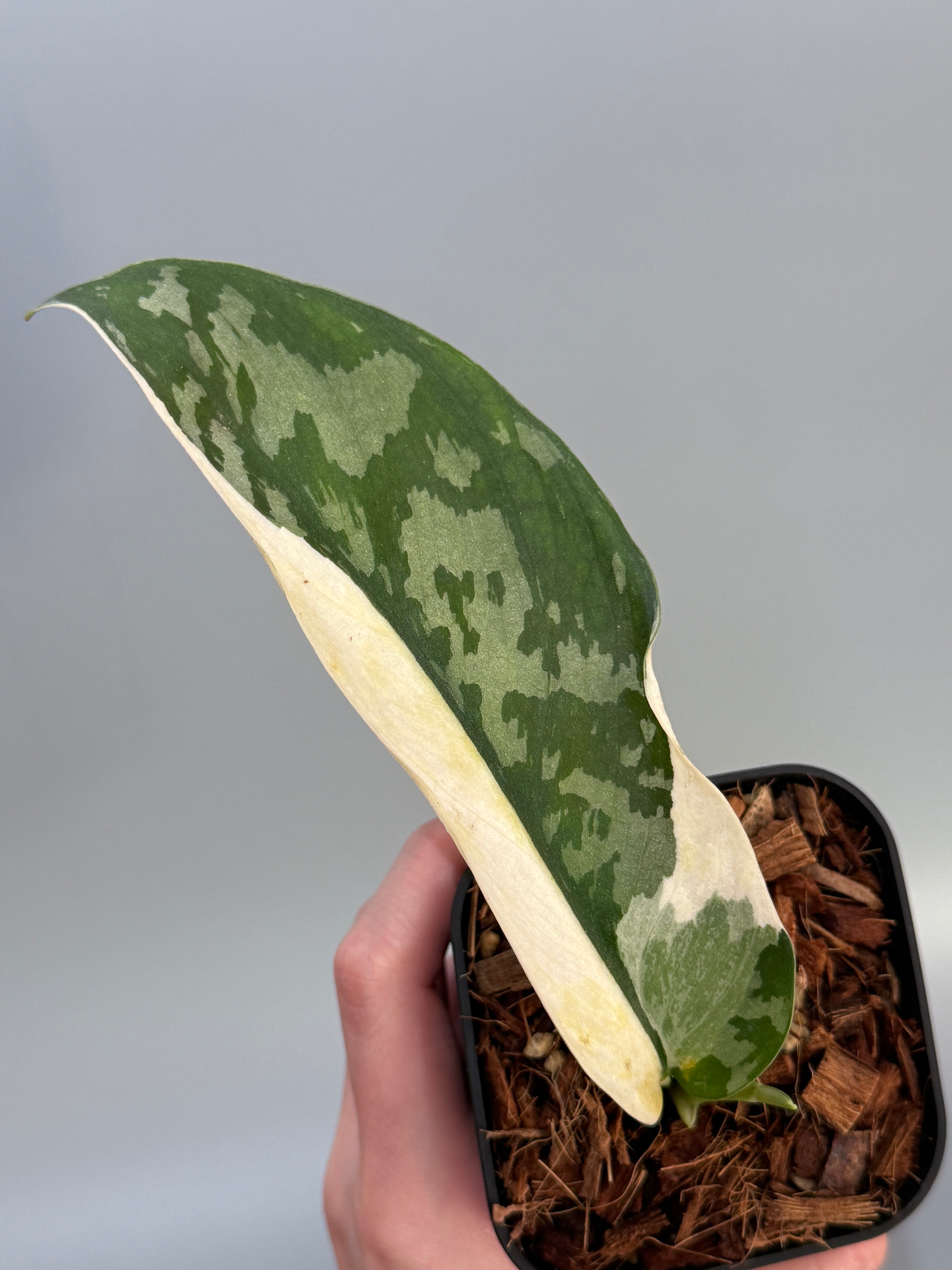 スキンダプサス ラカンビニ / Scindapsus lakambini (4) – Nakayama-Plants