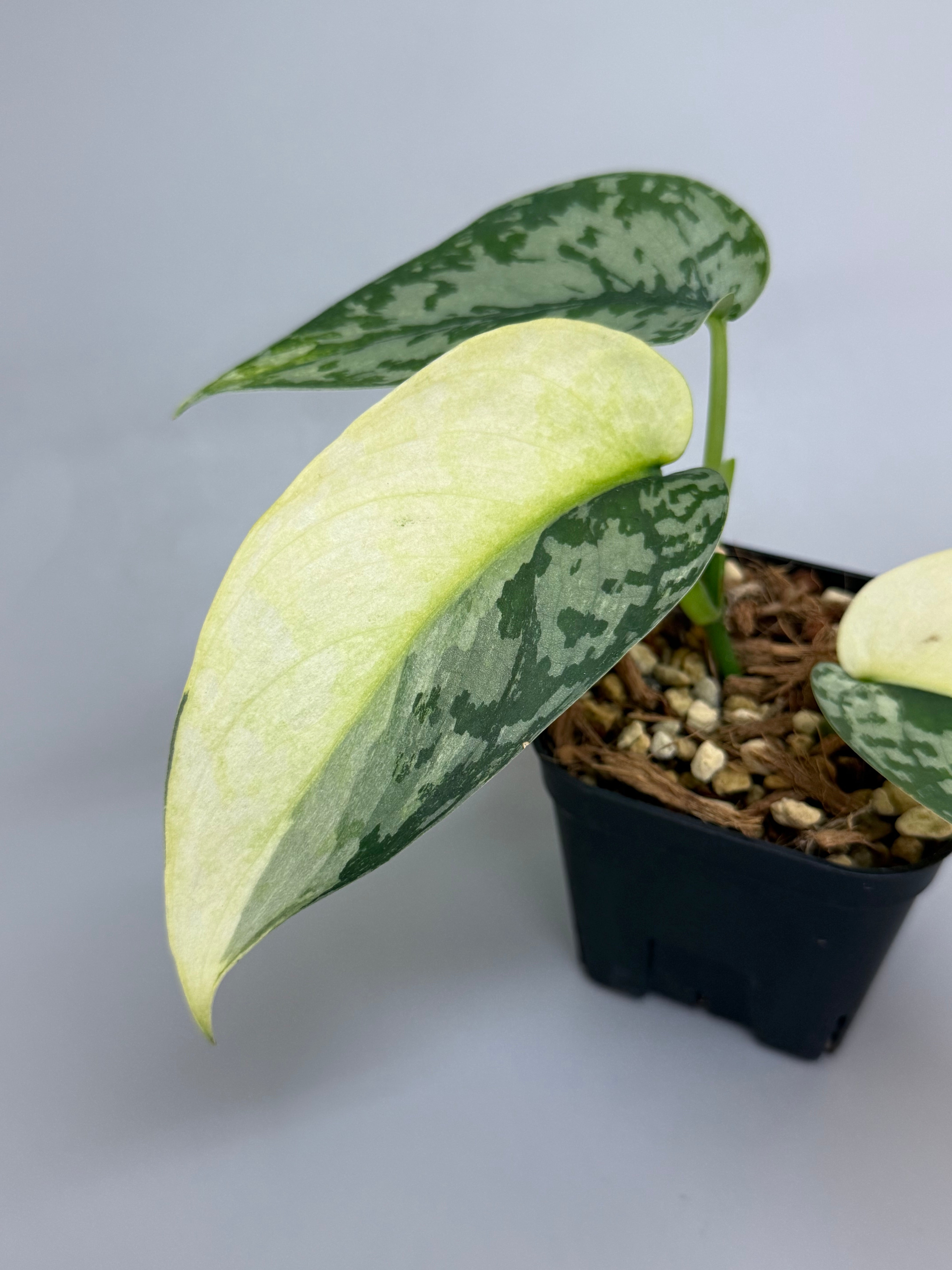 レア！　Scindapsus Lakambini スキンダプサス・ラカンビニ レア！ Scindapsus Lakambini スキンダプサス・ラカンビニ 【公式通販】