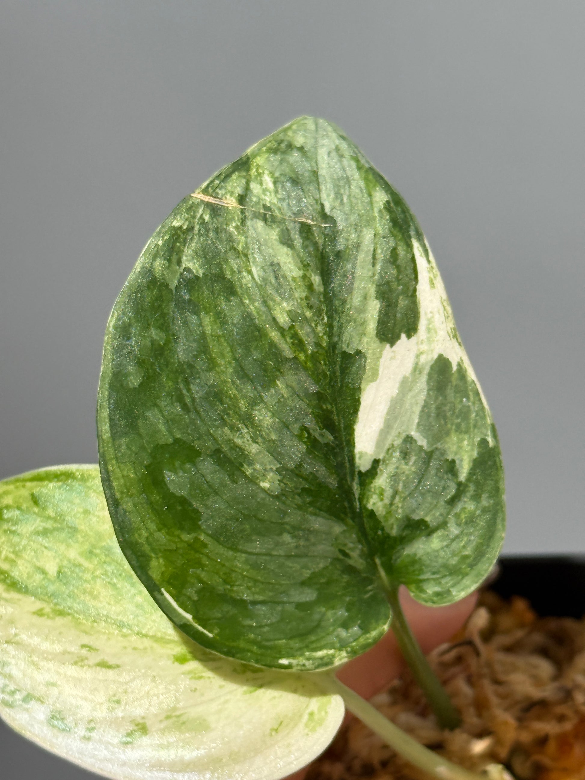 スキンダプサス ブルークラウド トリカラー / Scindapsus Exotica cloud tricolor (1)