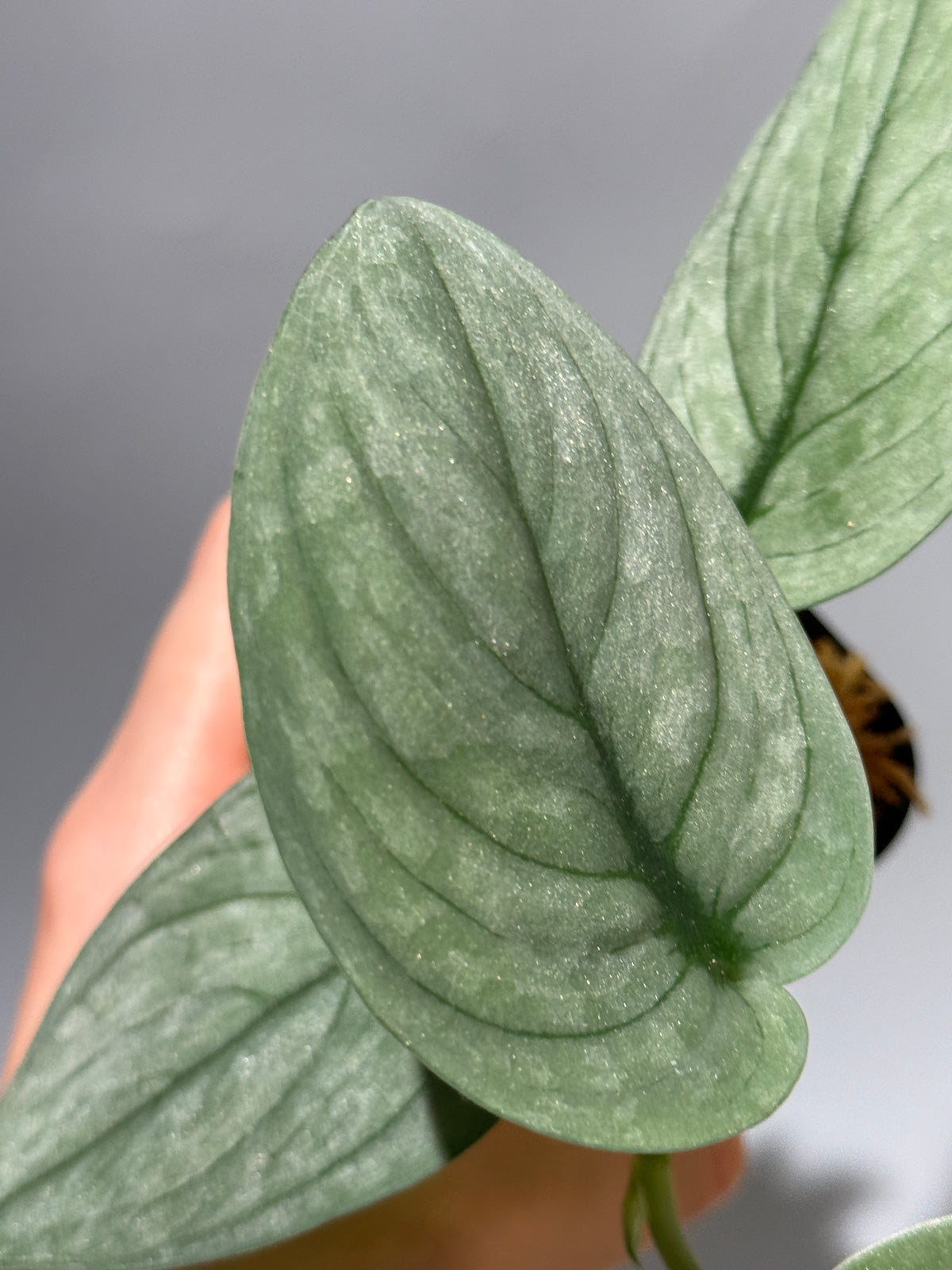 スキンダプサス グリーンベイン / Scindapsus Green vein (1)