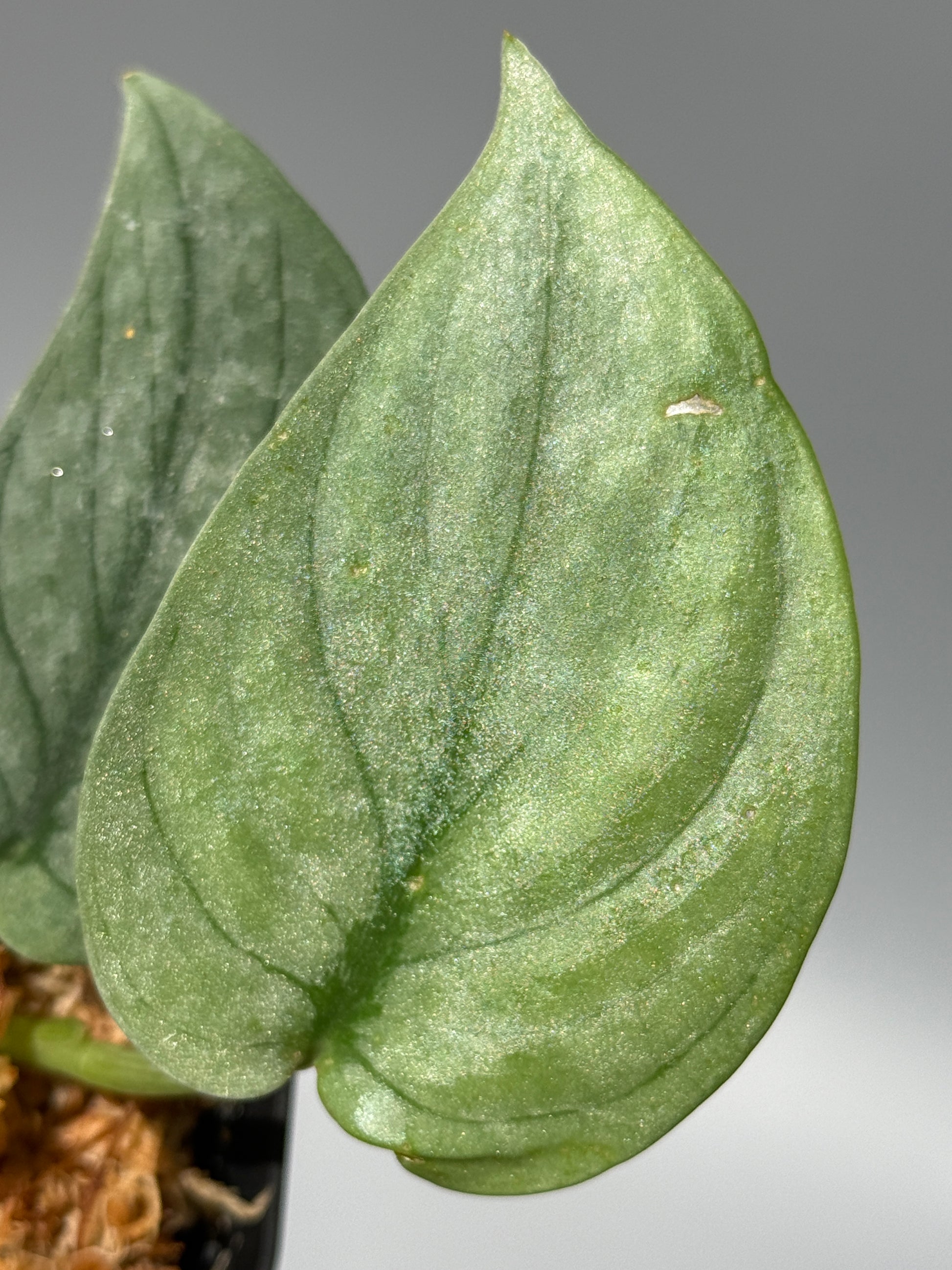 スキンダプサス グリーンベイン / Scindapsus Green vein (1)