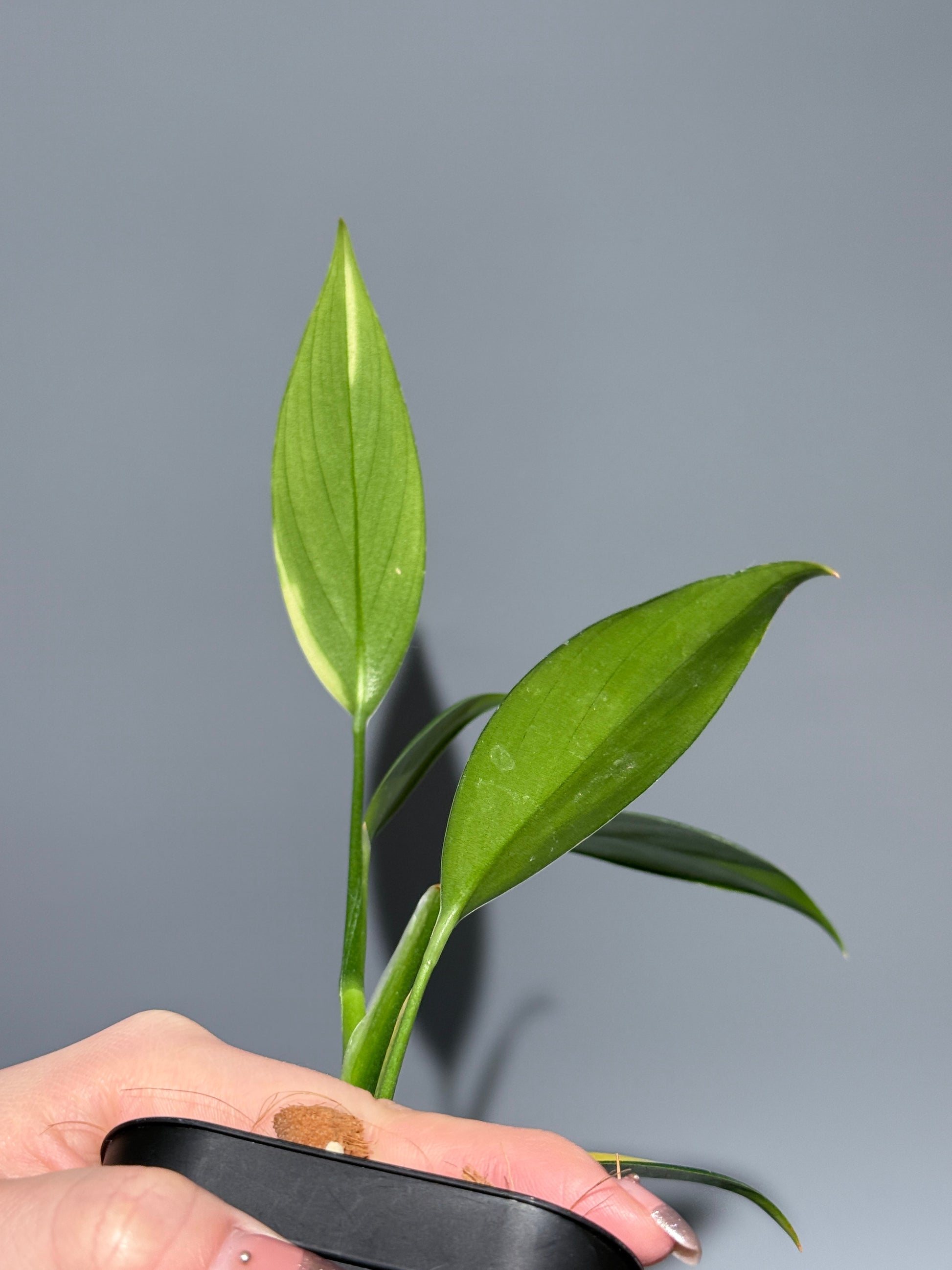 スキンダプサス コリアセウス イエロー / Scindapsus coriaceus yellow (2)