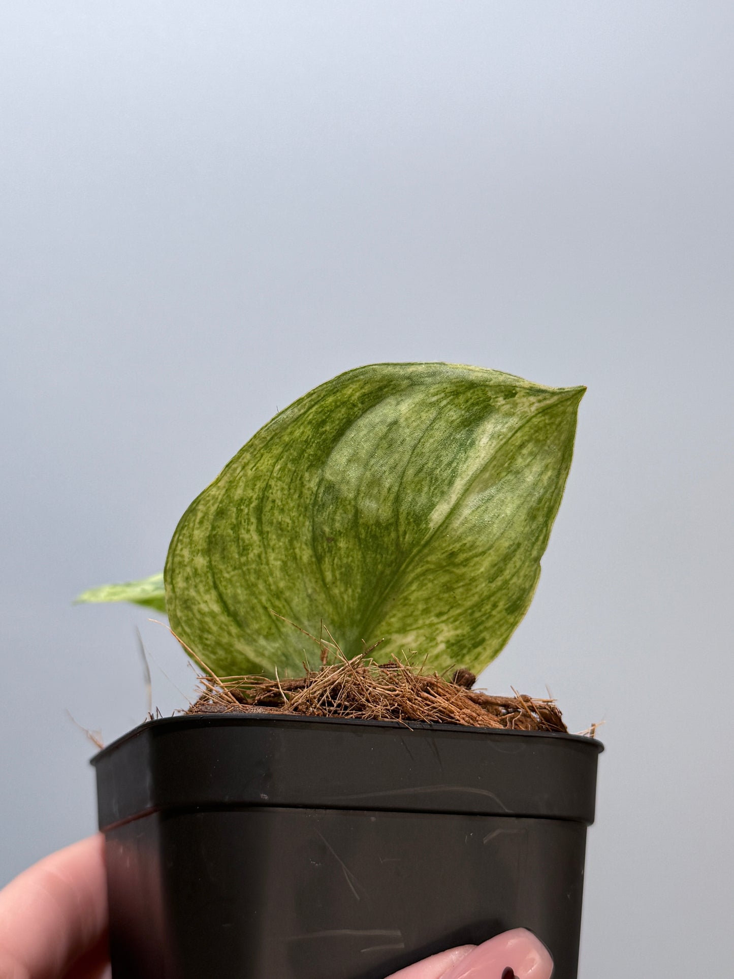 スキンダプサス テンバガ  / Scindapsus Tembaga (4)