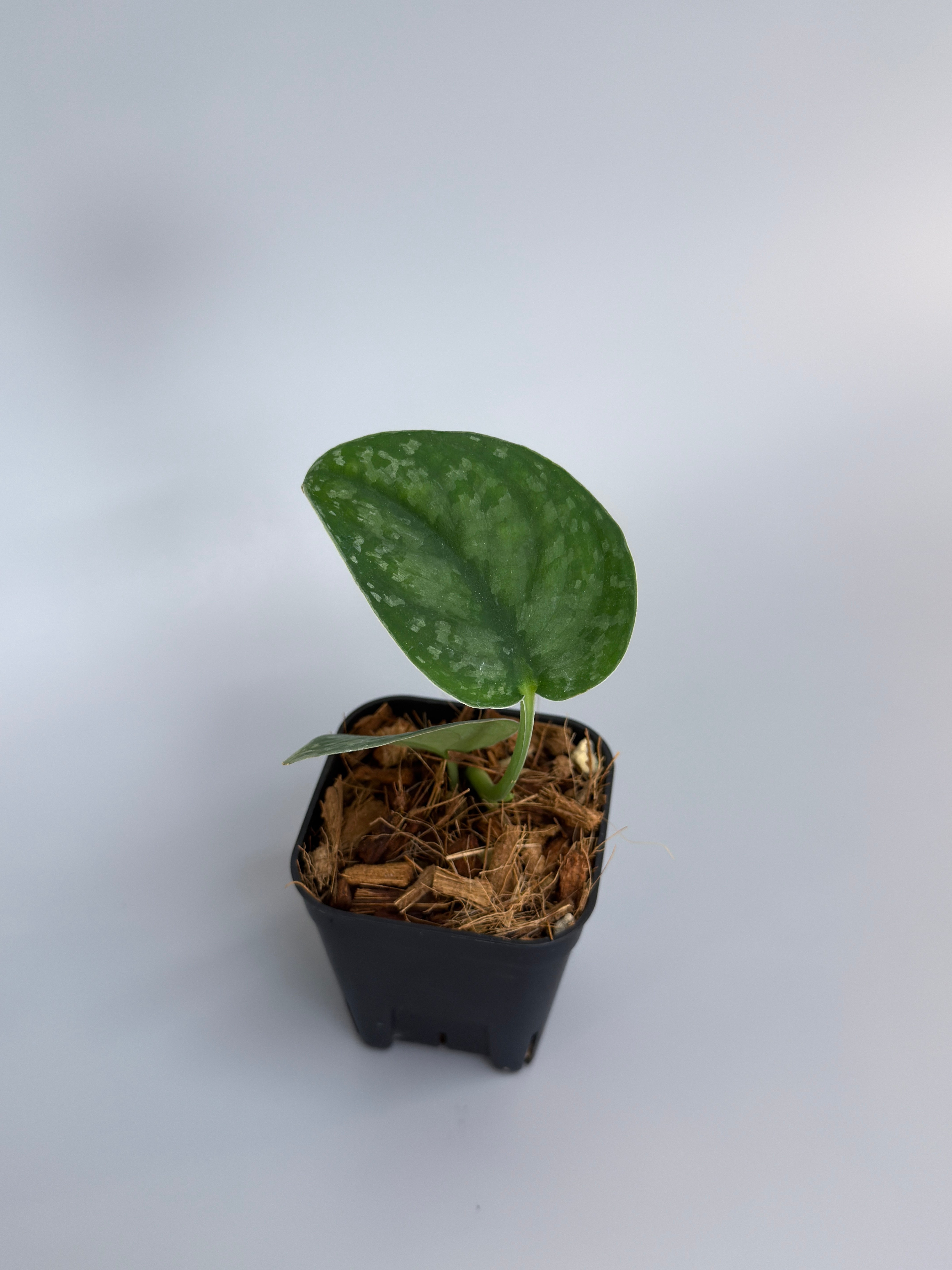 スキンダプサス シルバー スポット sp.ボルネオ / Scindapsus Silver