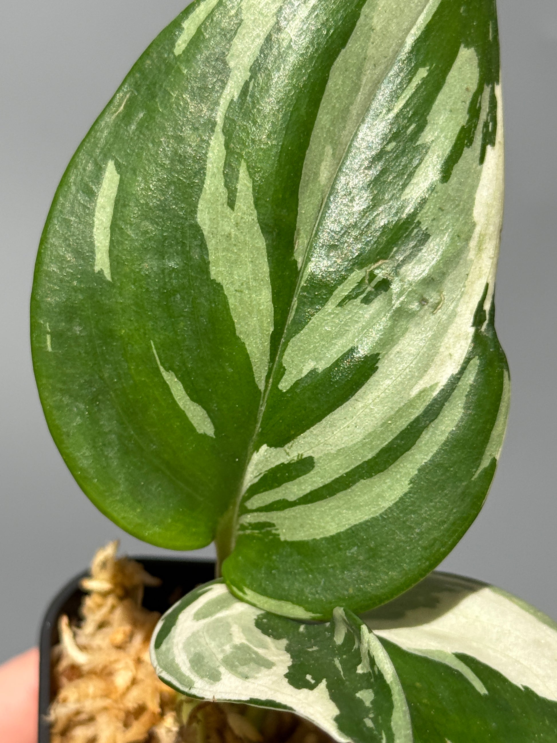 スキンダプサス トレビー ムーンライト 斑入り  / Scindapsus treubii moonlight var. (2)