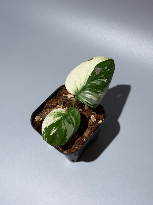 スキンダプサス トレビー ムーンライト 斑入り  / Scindapsus treubii moonlight var. (1)