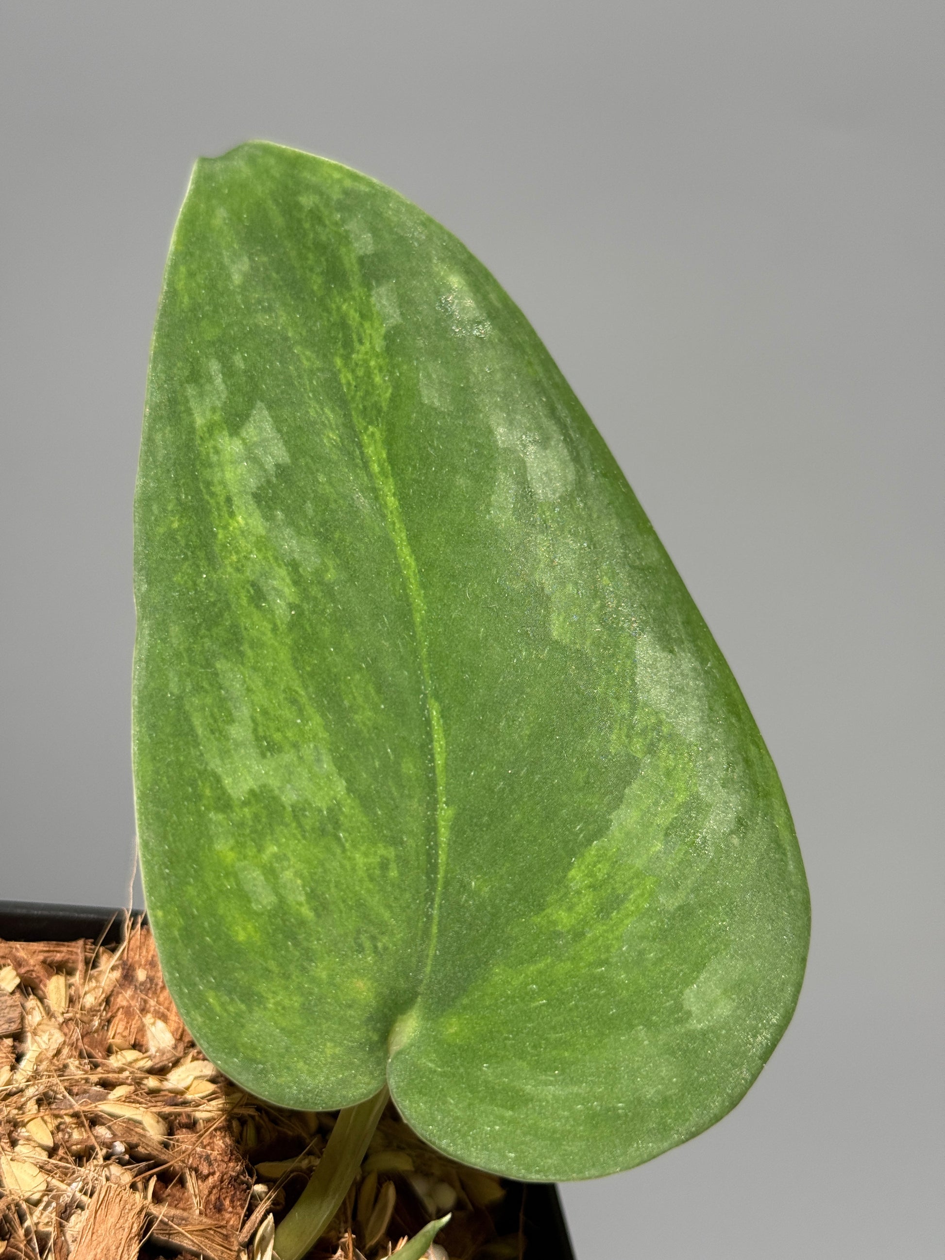 スキンダプサス グリーン エメラルド / Scindapsus green emerald (1)