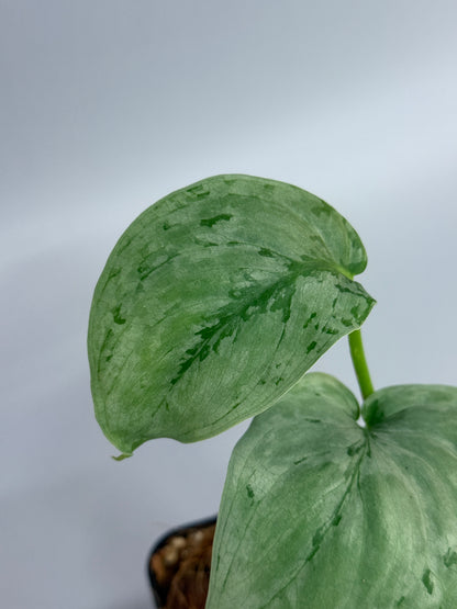 スキンダプサス sp.ジャンビ / Scindapsus sp.jambi (2)