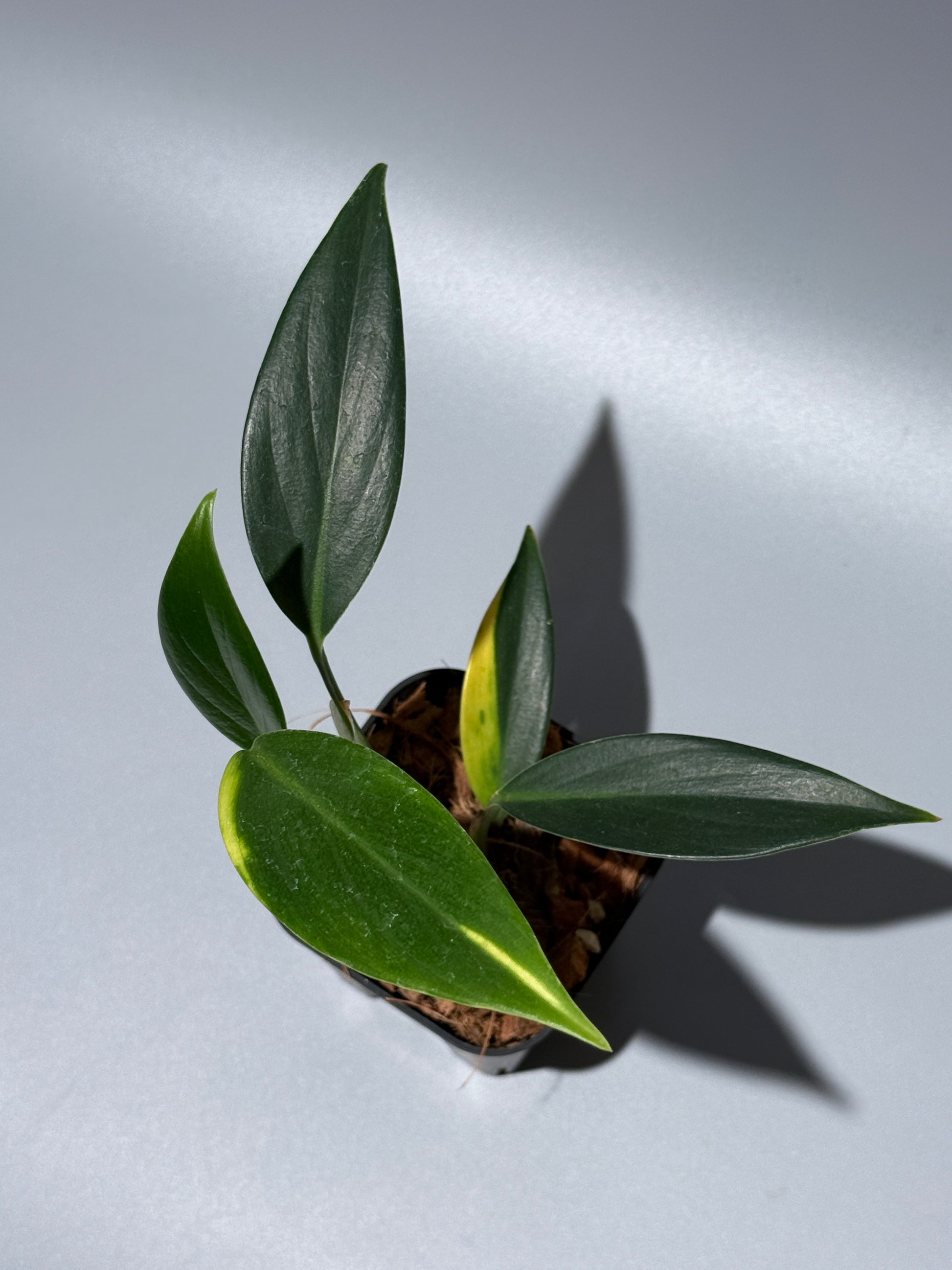 スキンダプサス コリアセウス イエロー / Scindapsus coriaceus yellow (2)