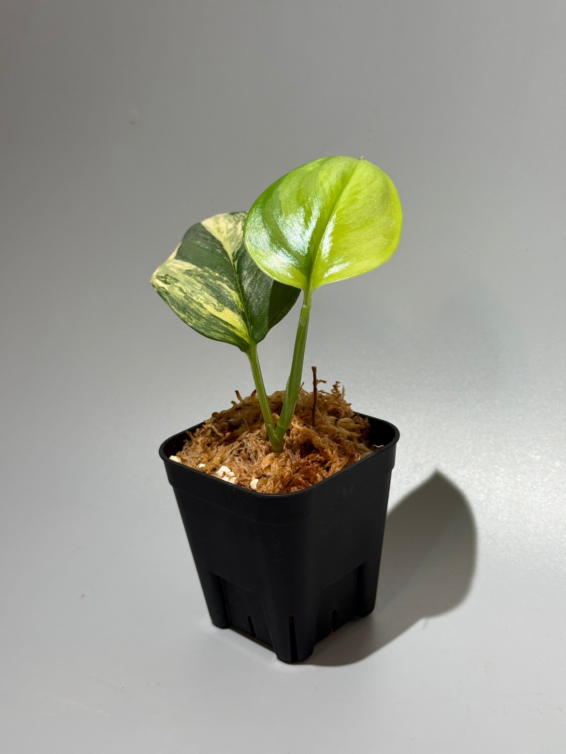 スキンダプサス ルビコン オーレア  / Scindapsus rubicon aurea (1)