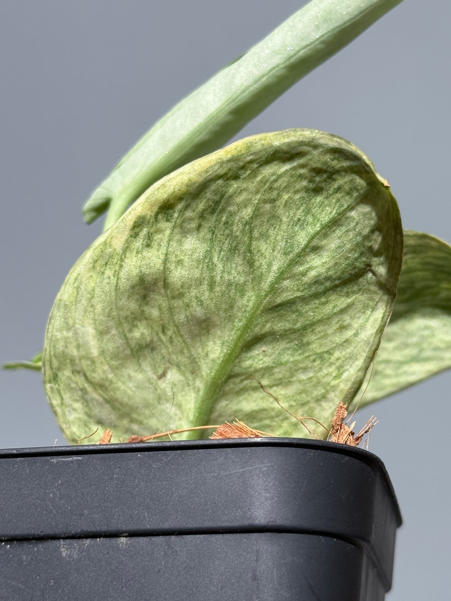 スキンダプサス テンバガ  / Scindapsus Tembaga (1)