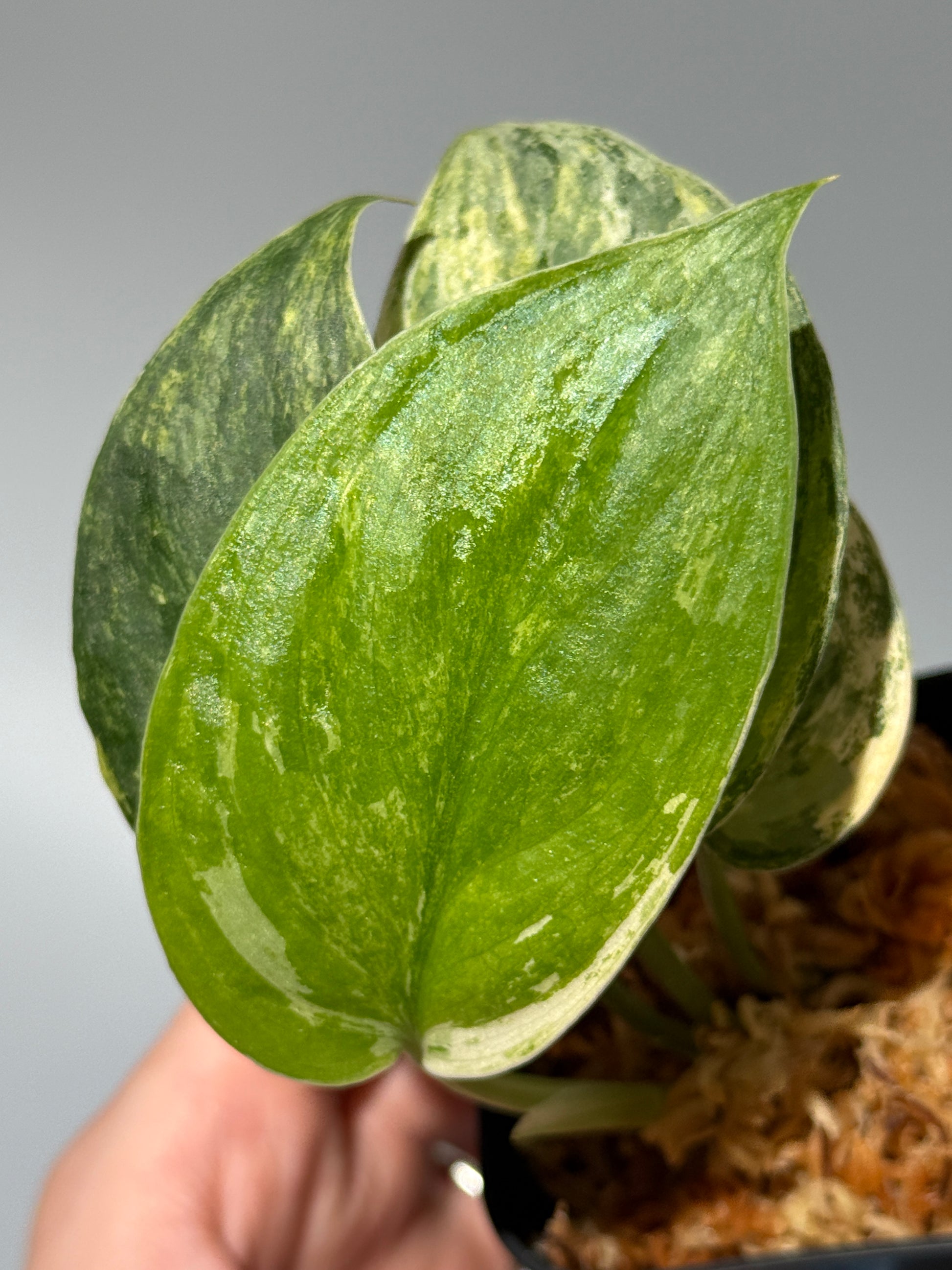 スキンダプサス シリワンギ トリカラー  / Scindapsus Siliwangi tricolor (1)