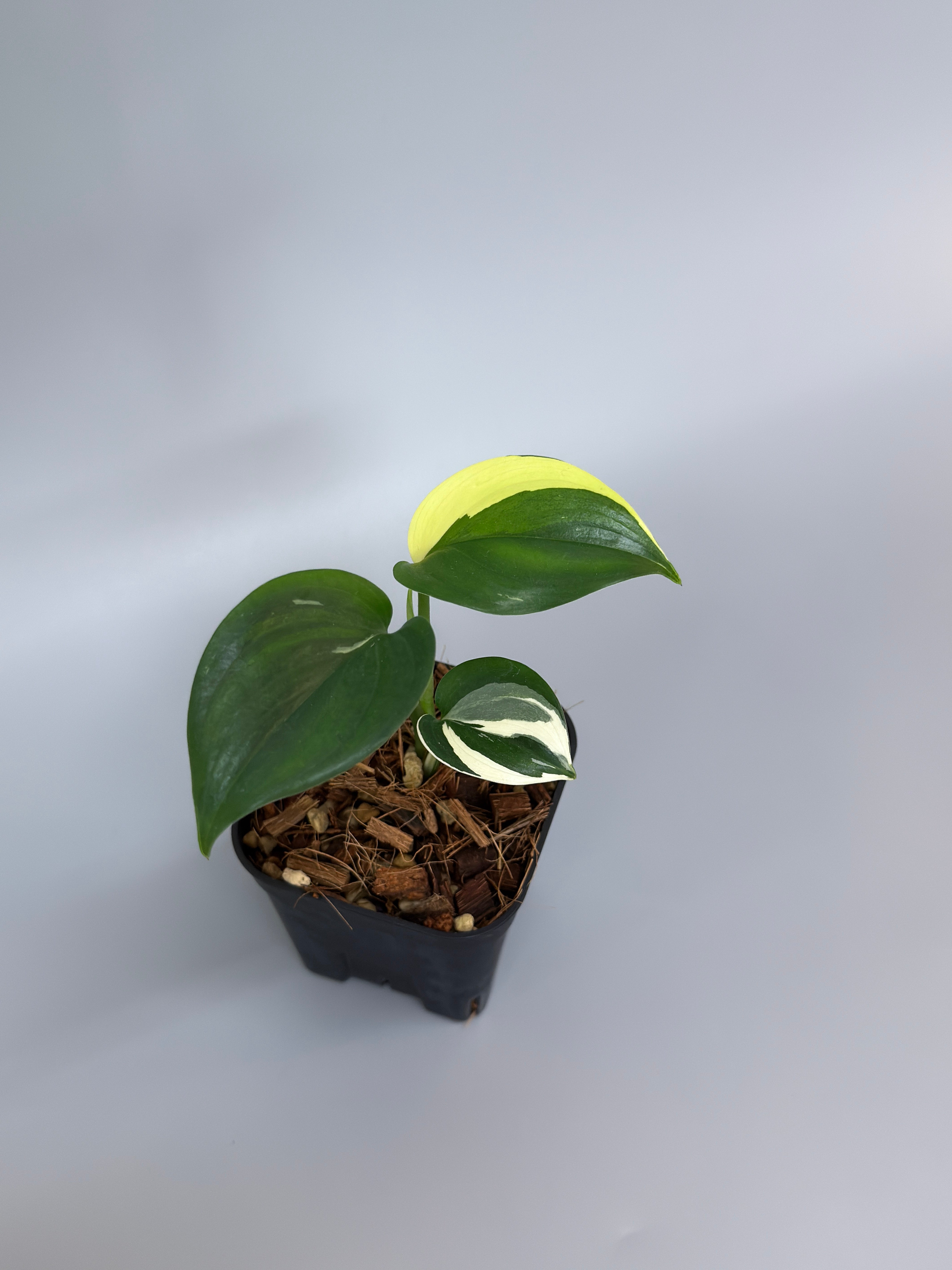 All Plants – Page 2 – Nakayama-Plants