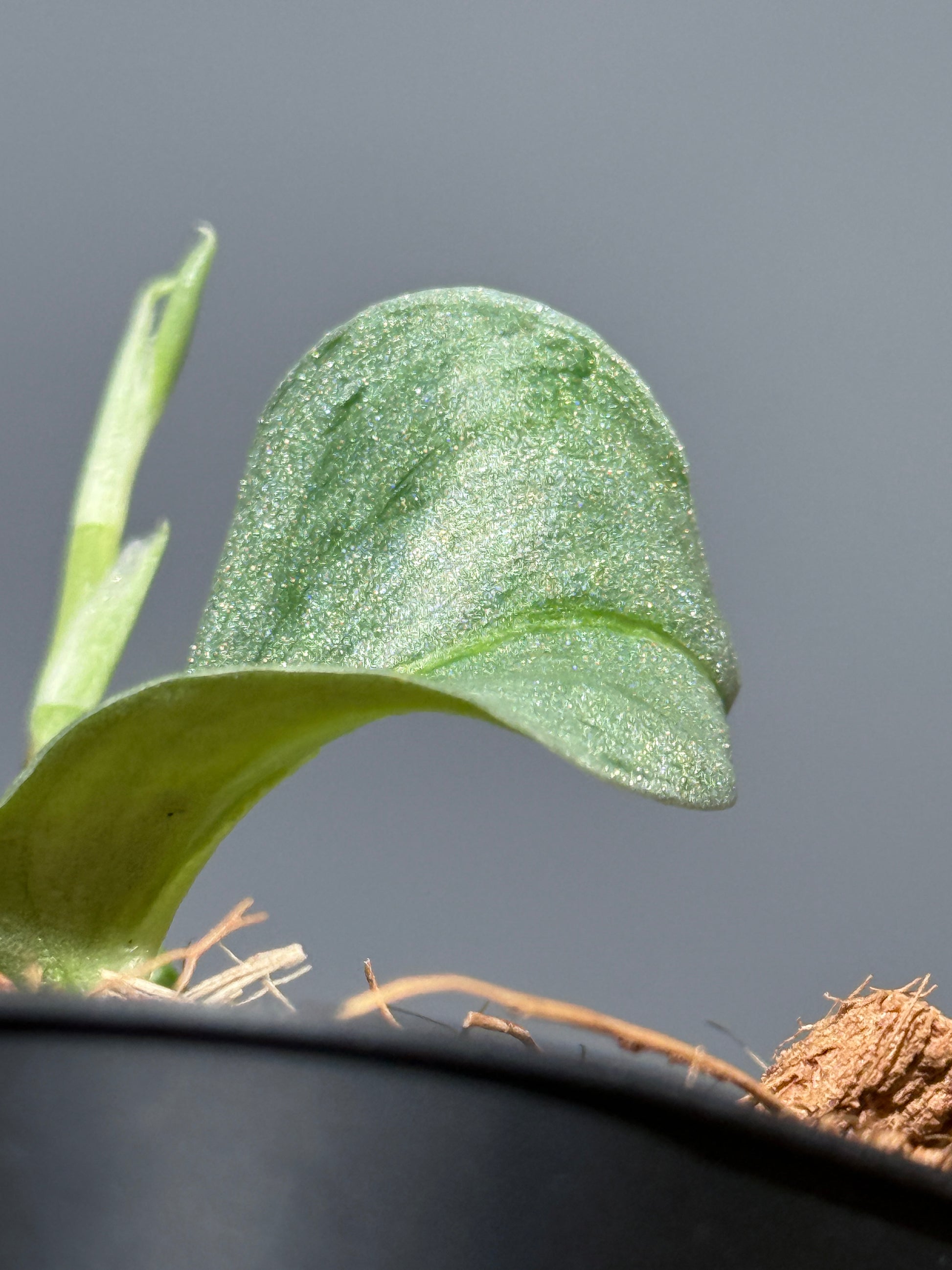 スキンダプサス ウィアード / Scindapsus Weirdo (2)