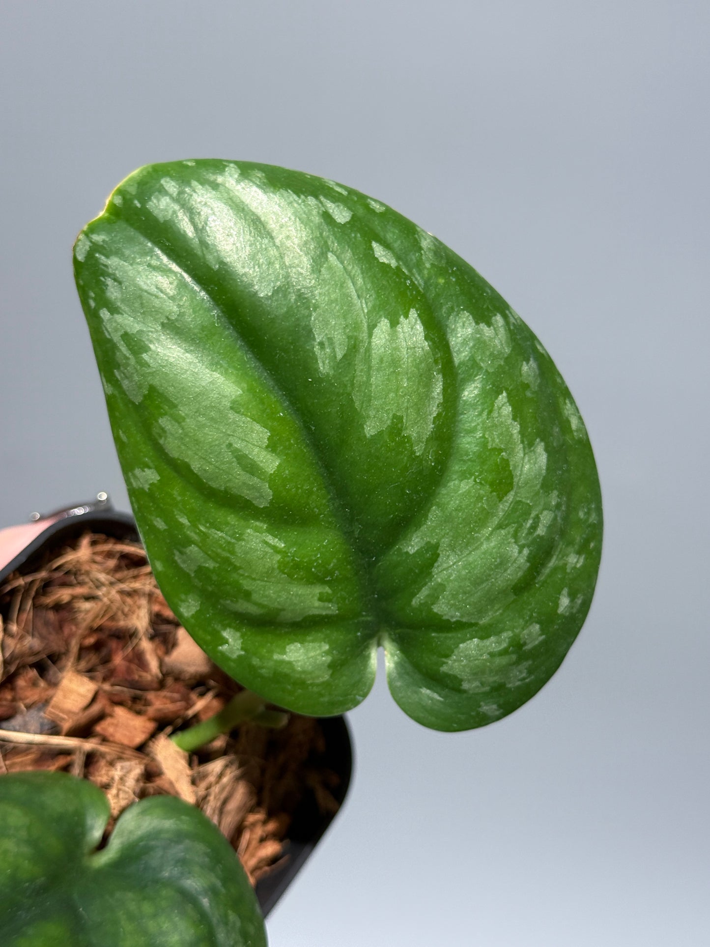 スキンダプサス エキゾチカ グローシ sp.サラワク / Scindapsus exotica glosy sp.serawak (2)