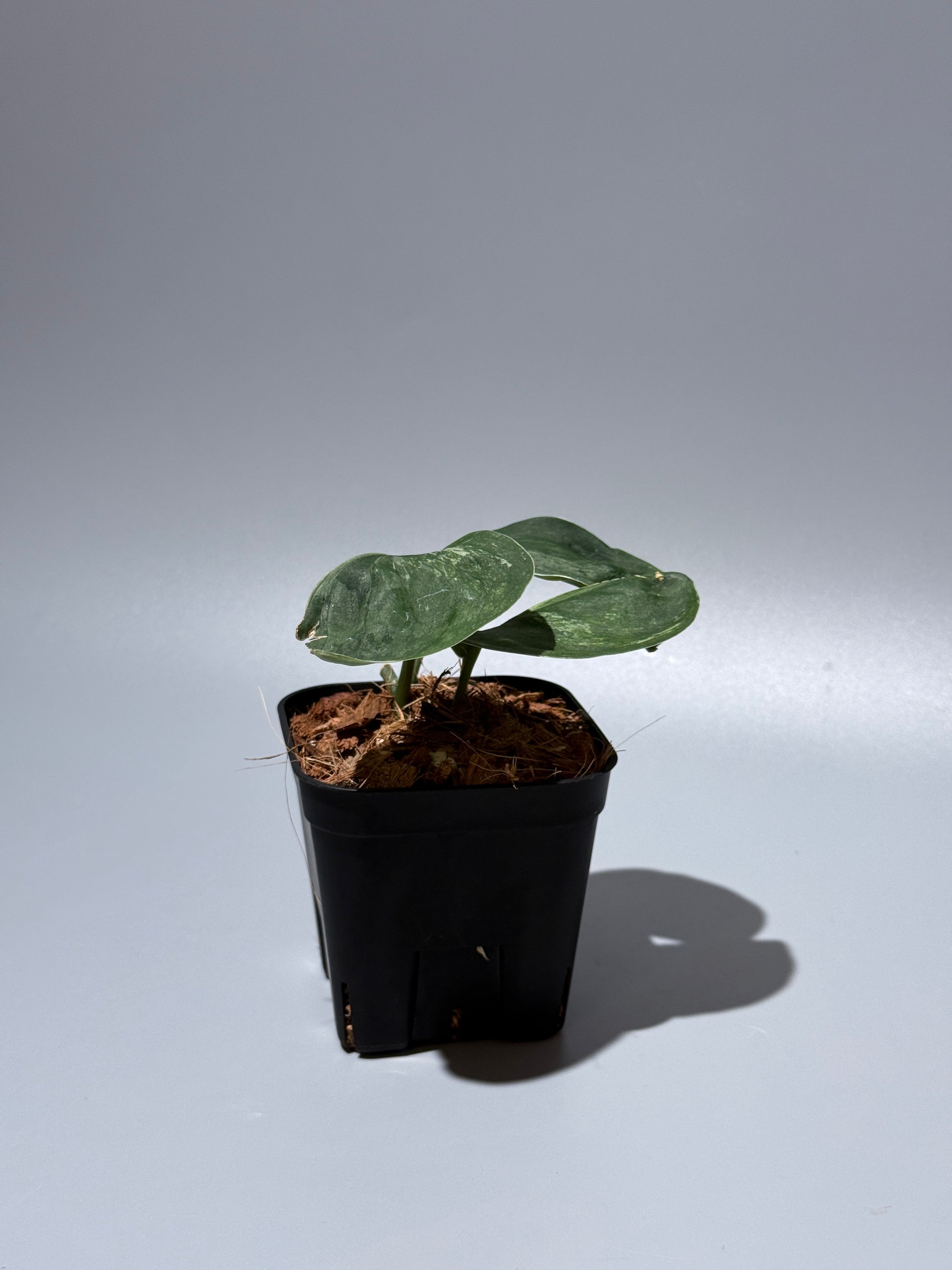 スキンダプサス シルバースプラッシュ ミューテーション/ Scindapsus Silver splash mutation  (1)