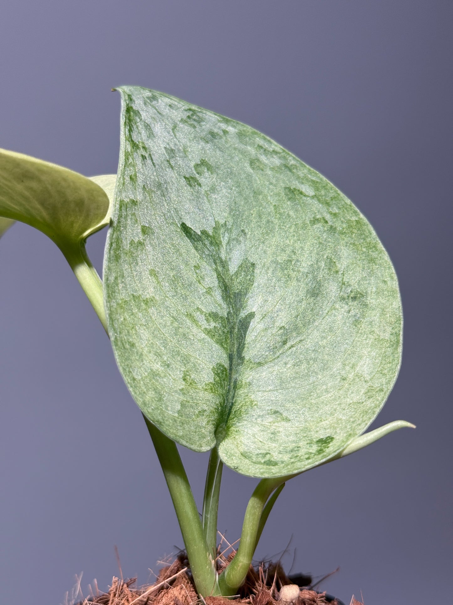 スキンダプサス ニルマラ / Scindapsus nirmala (2)