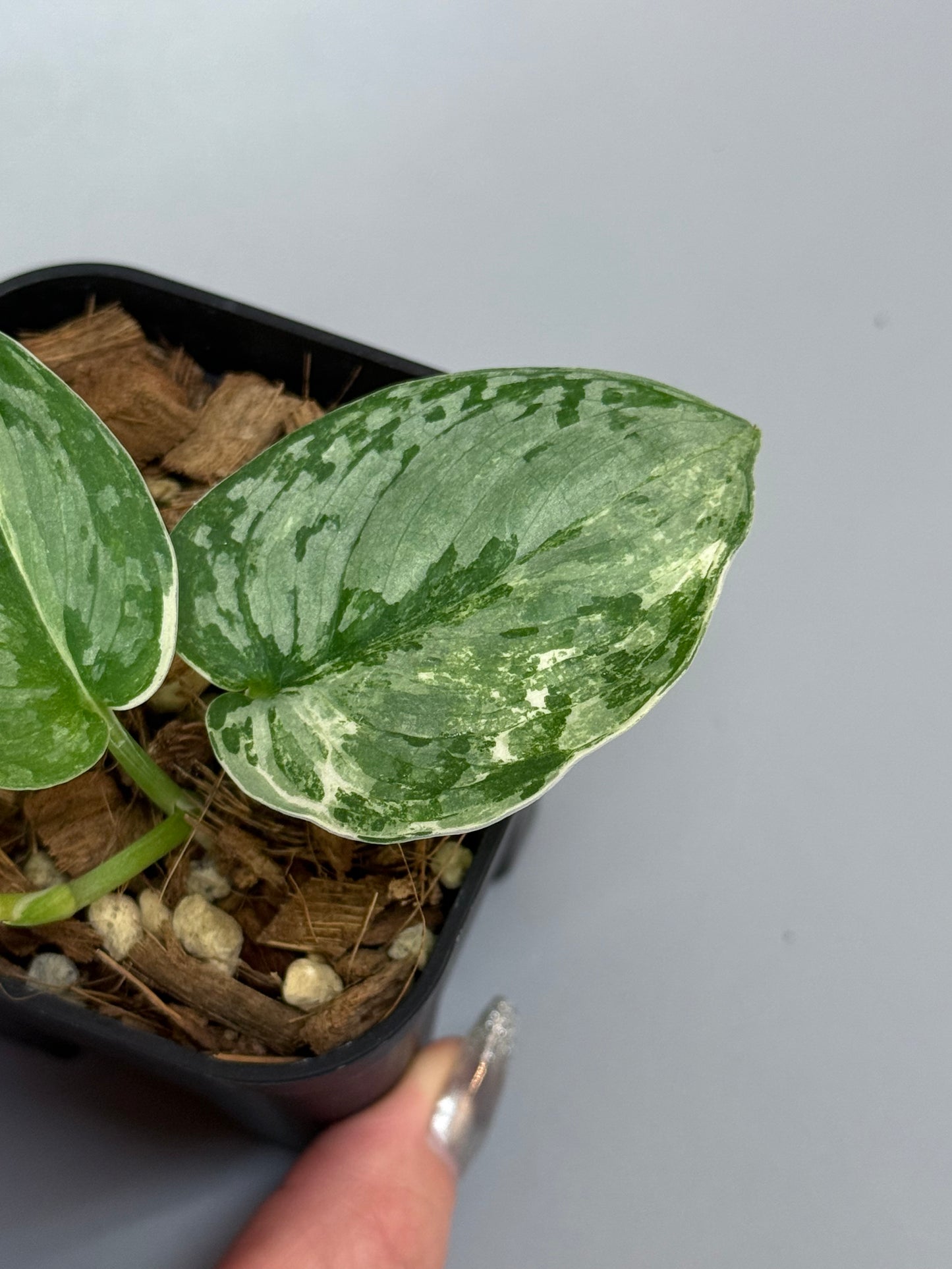 スキンダプサス シルバークリスタル / Scindapsus silver crystal (2)