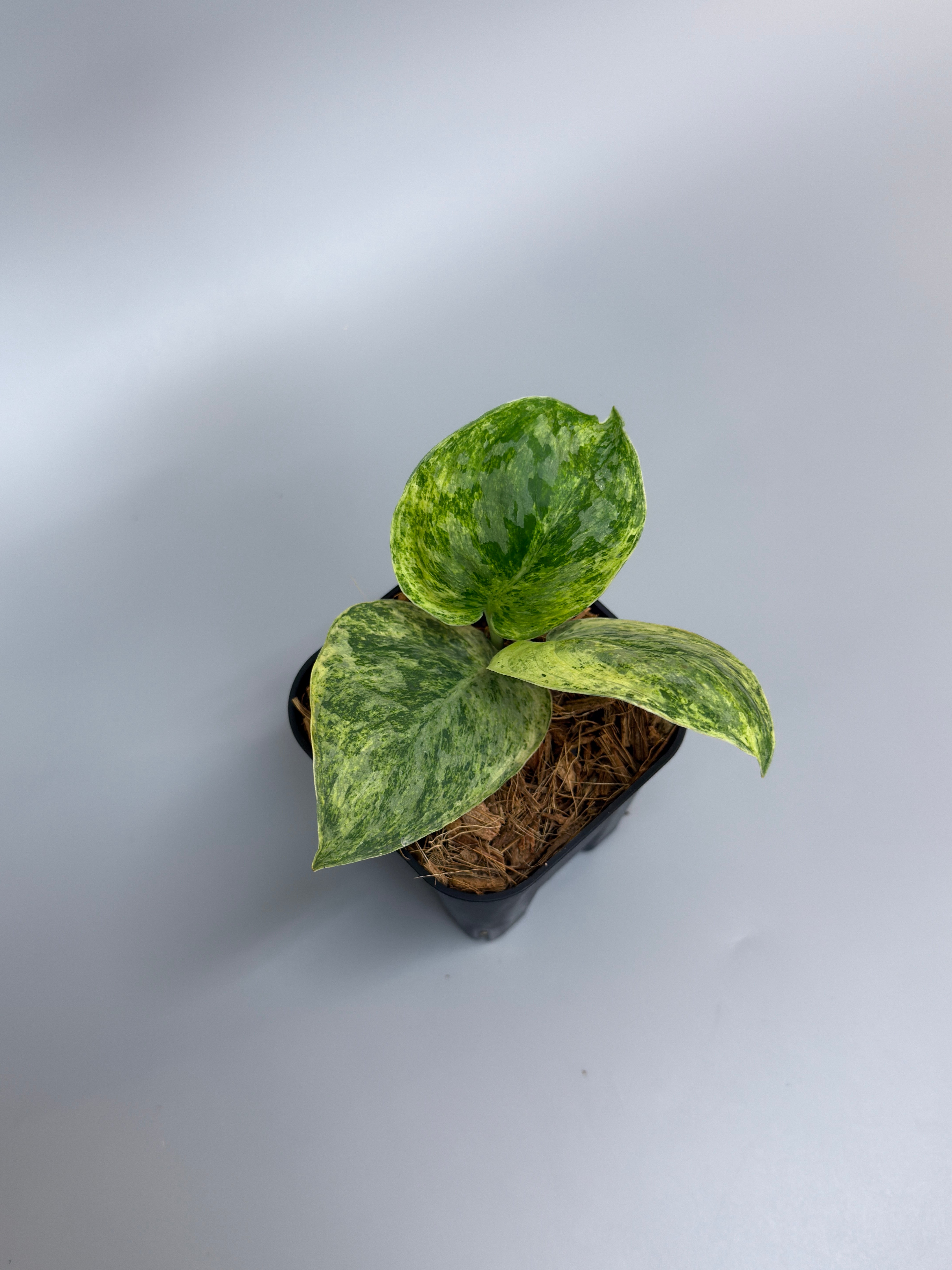 All Plants – Nakayama-Plants