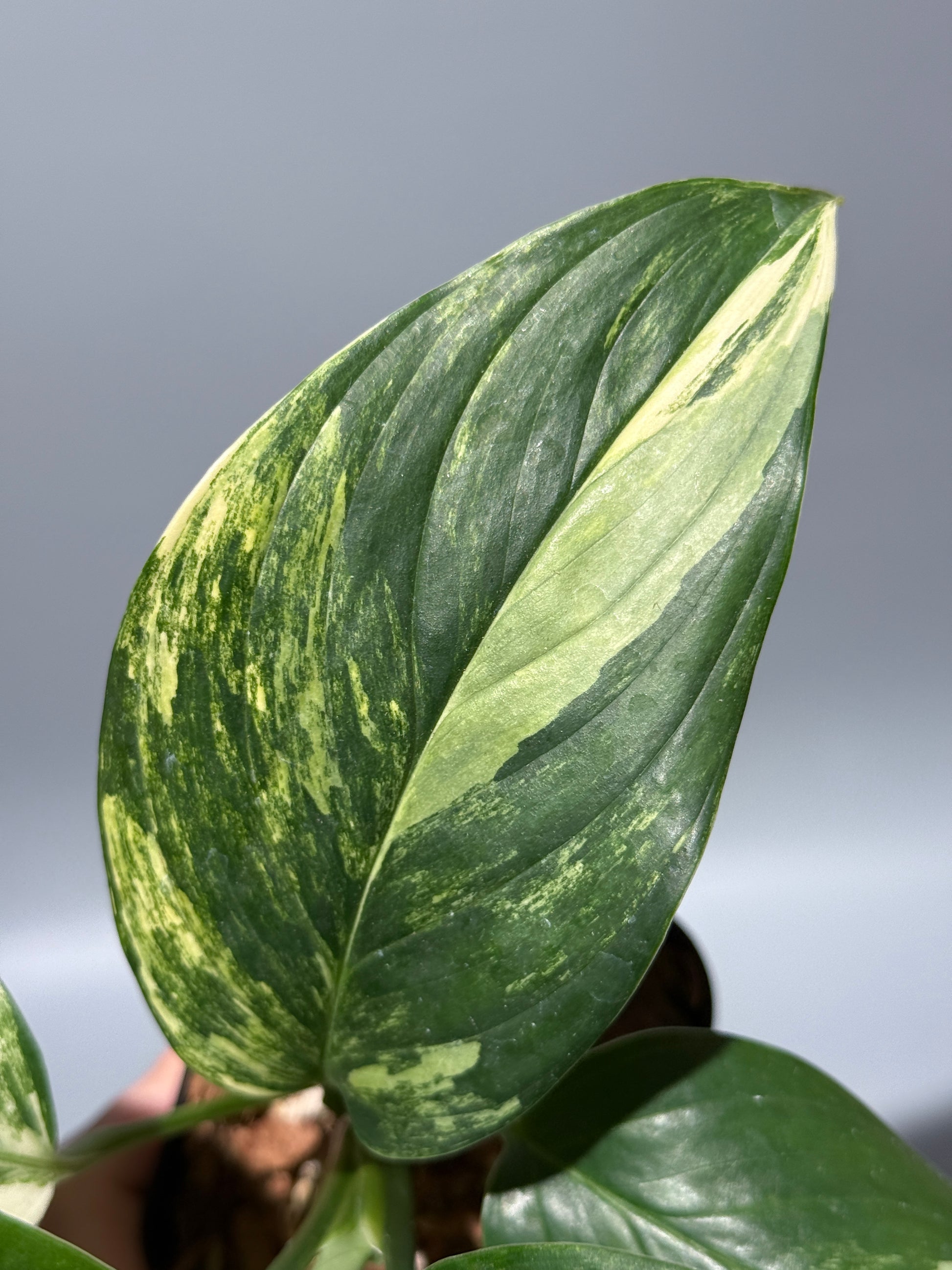 スキンダプサス ペラケンシス 斑入り / Scindapsus Perakensis var. (1)