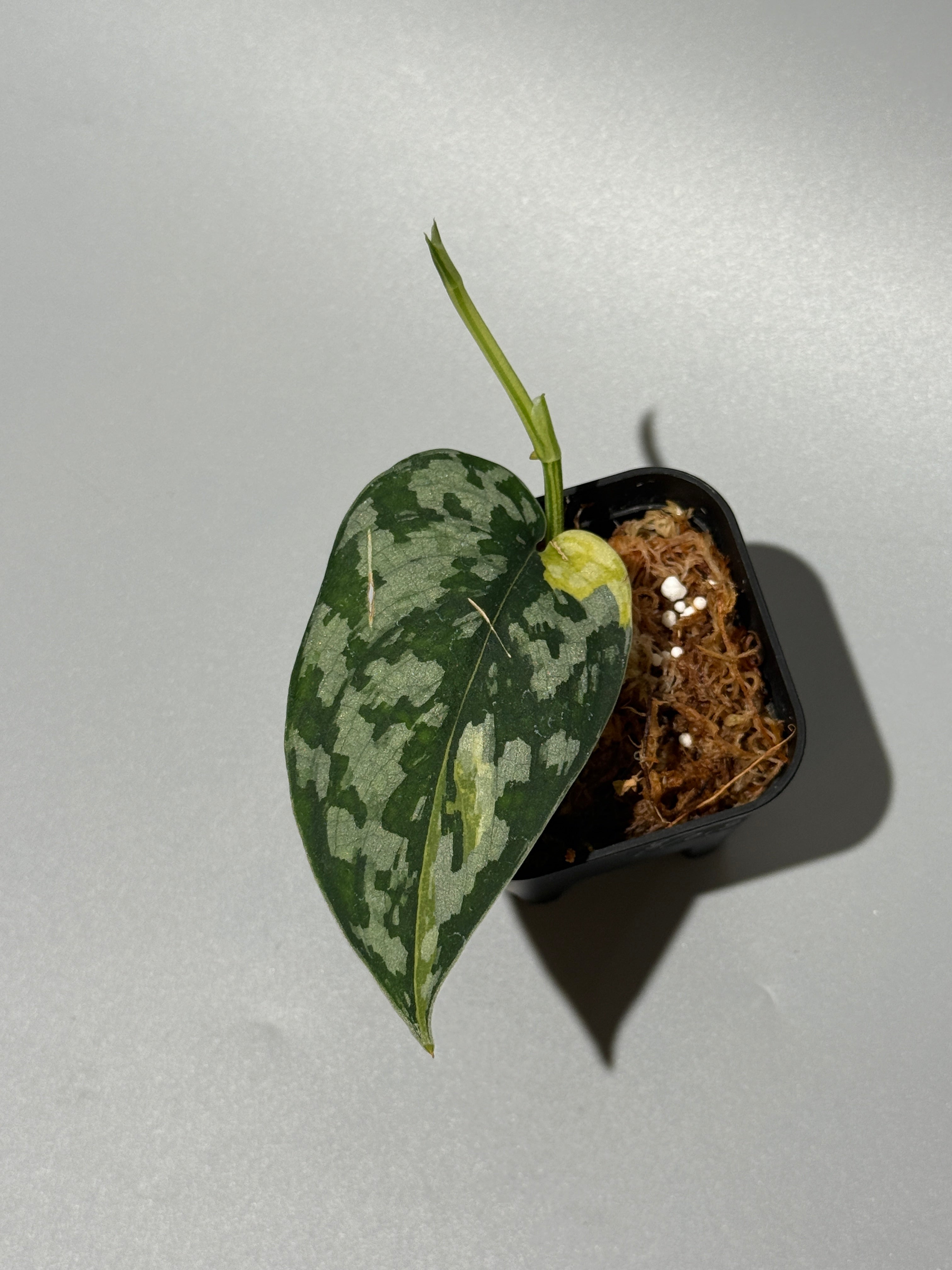 スキンダプサス マハリカ / Scindapsus maharlika (2) – Nakayama-Plants