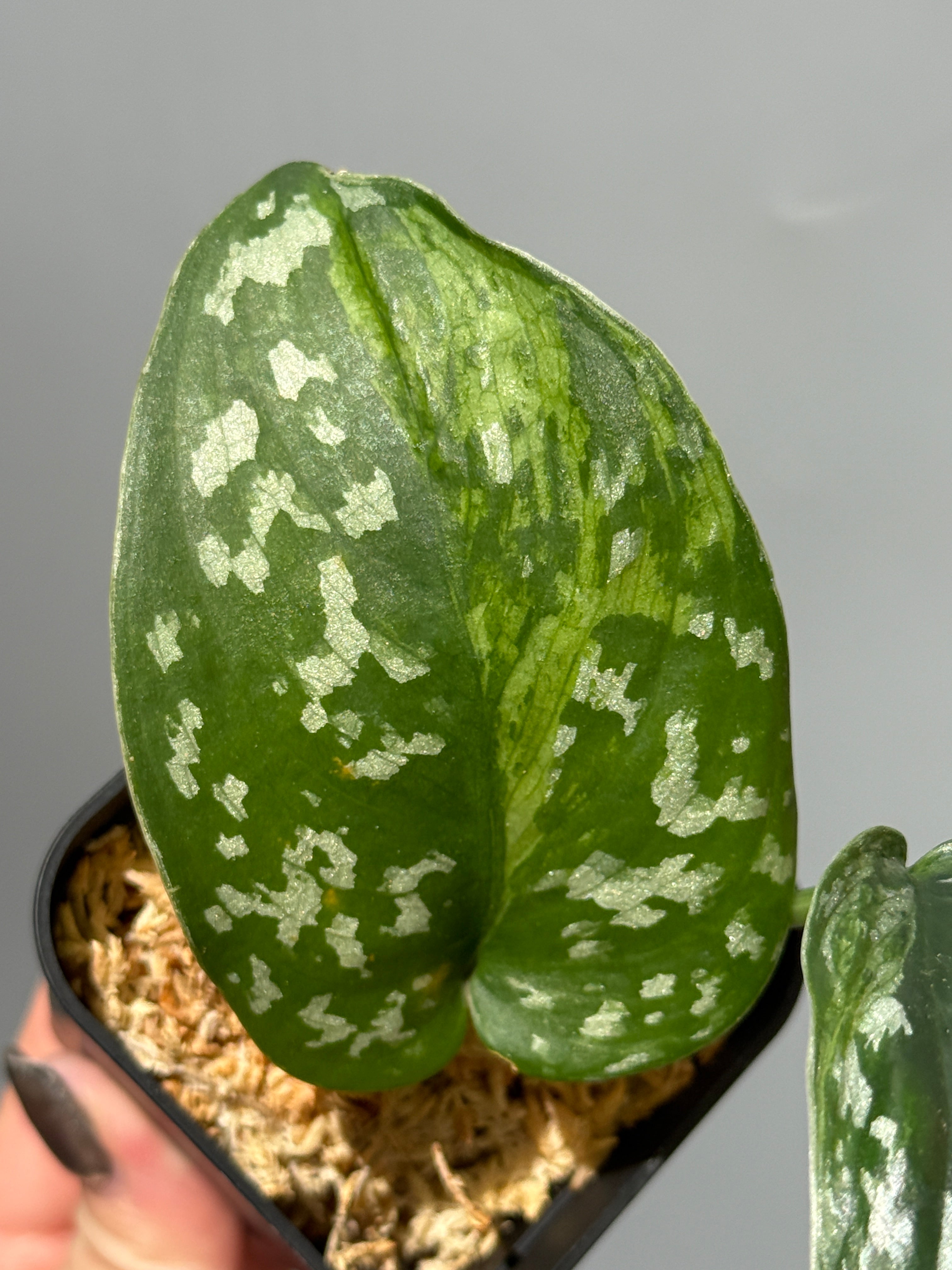 スキンダプサス シンガワン / Scindapsus Singawang (1) – Nakayama-Plants