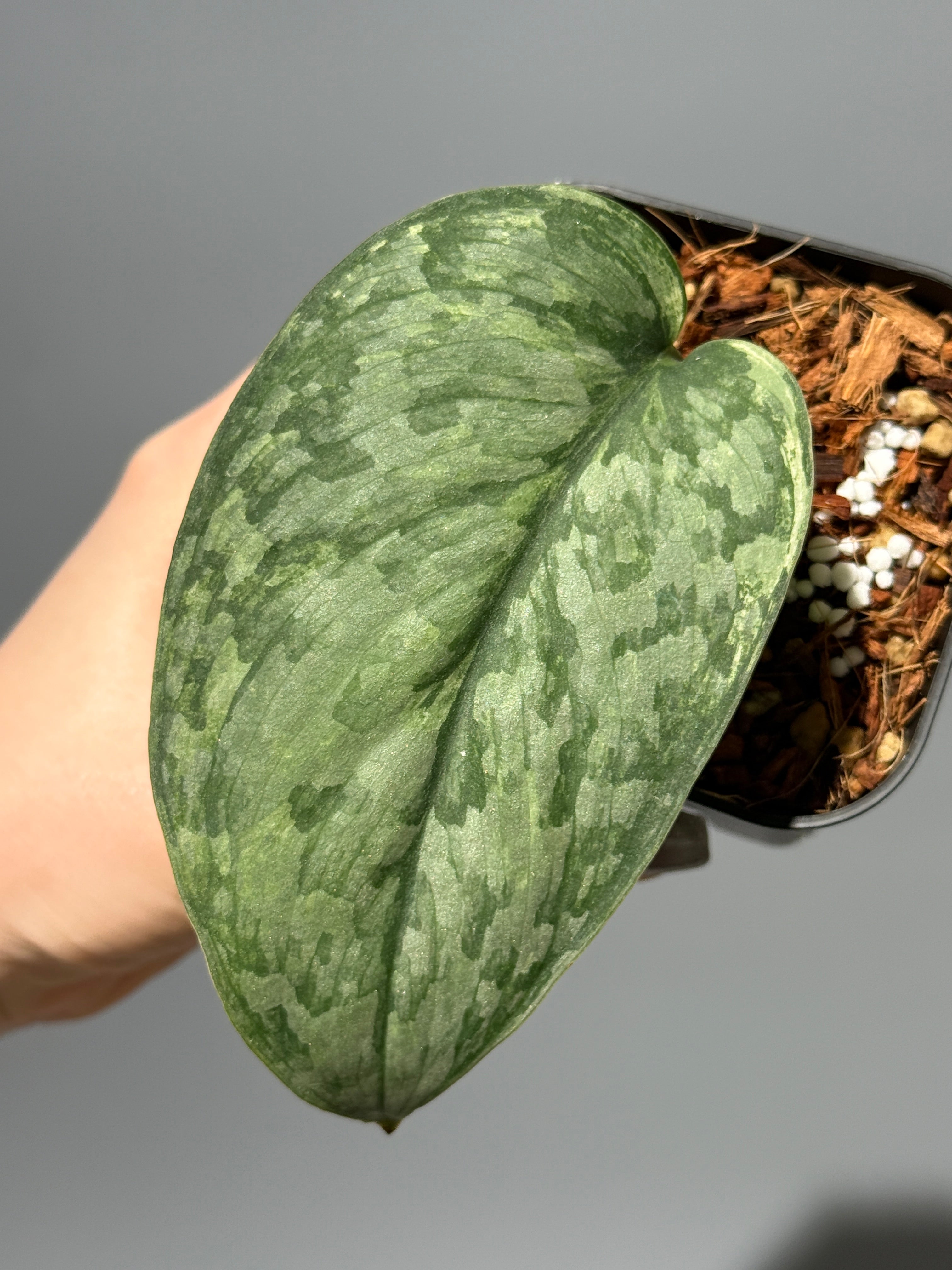 スキンダプサス ケンカナ 【レア】 スキンダプサ　ニルマラ　セット　L5 All Plants – Nakayama-Plants