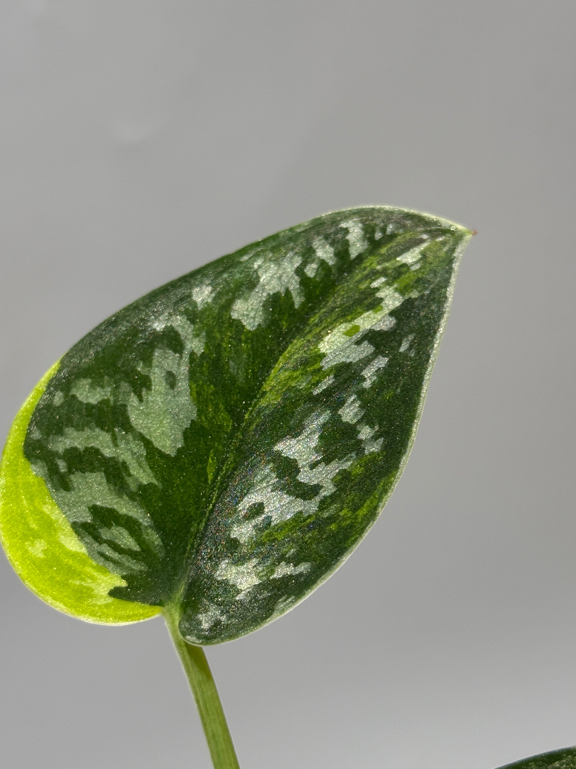 スキンダプサス グリーン ダイヤモンド / Scindapsus Green diamond (1)