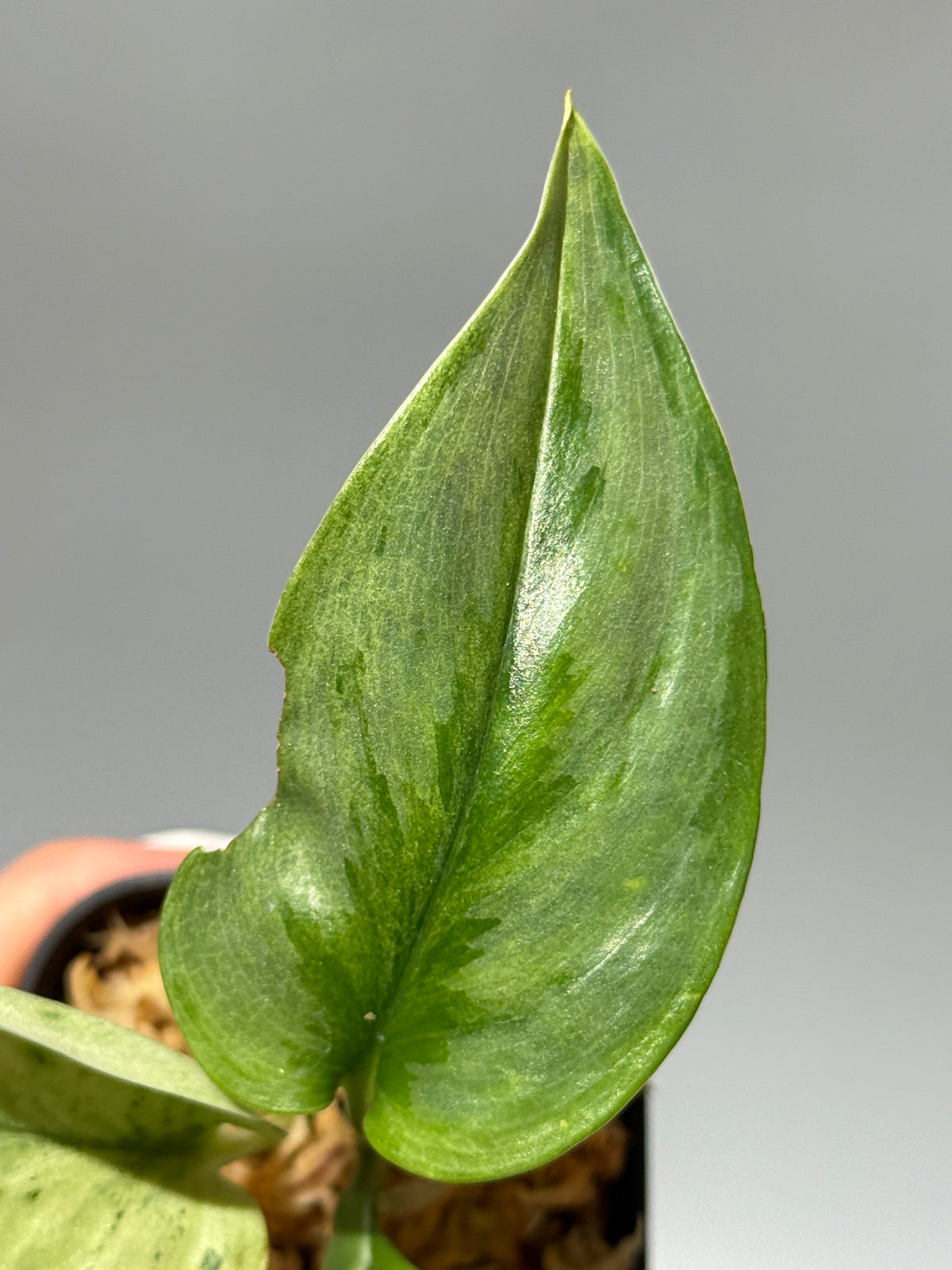 スキンダプサス スーパースター/ Scindapsus Treubii super star (1)