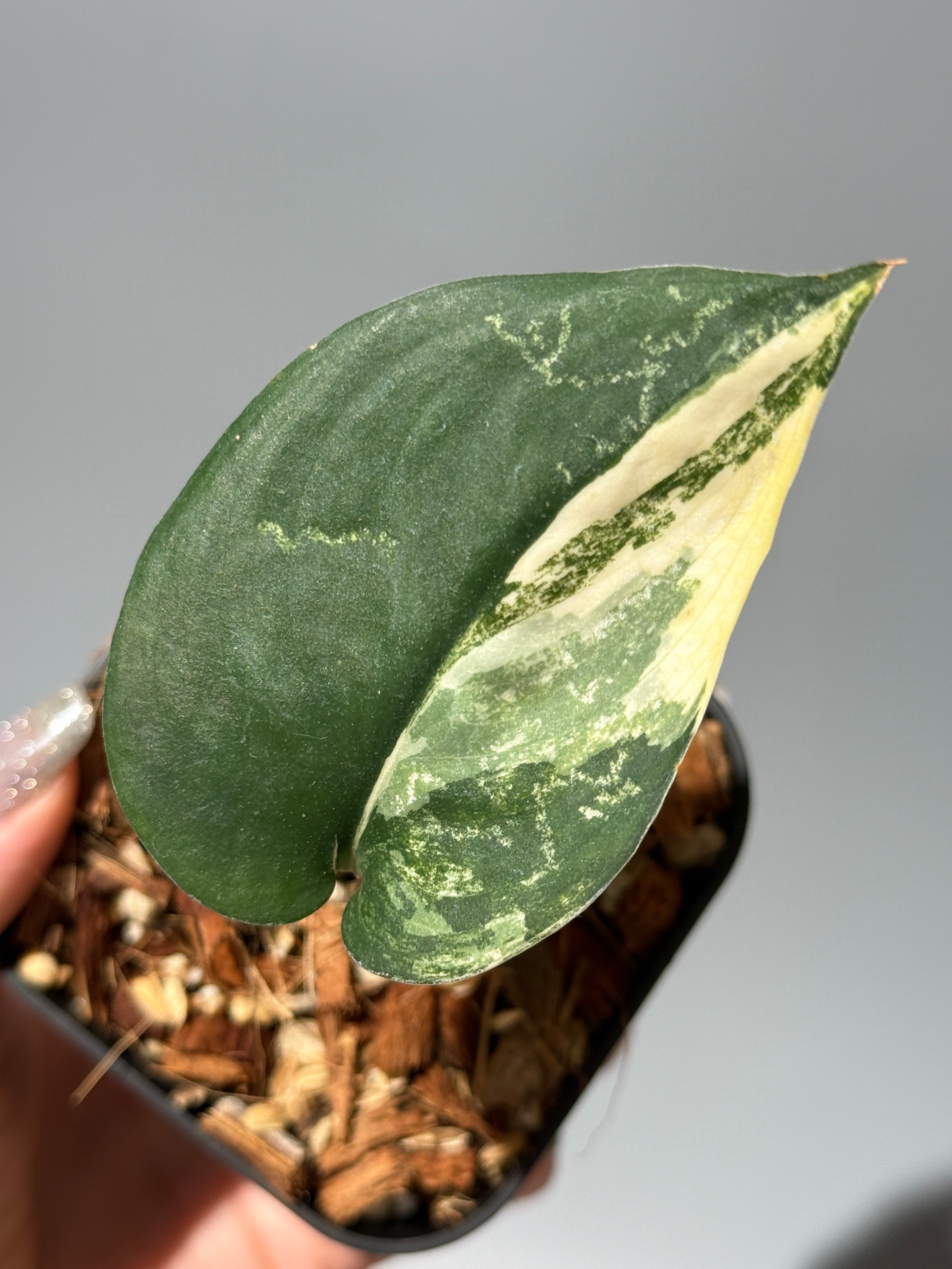 商品 – Page 3 – Nakayama-Plants