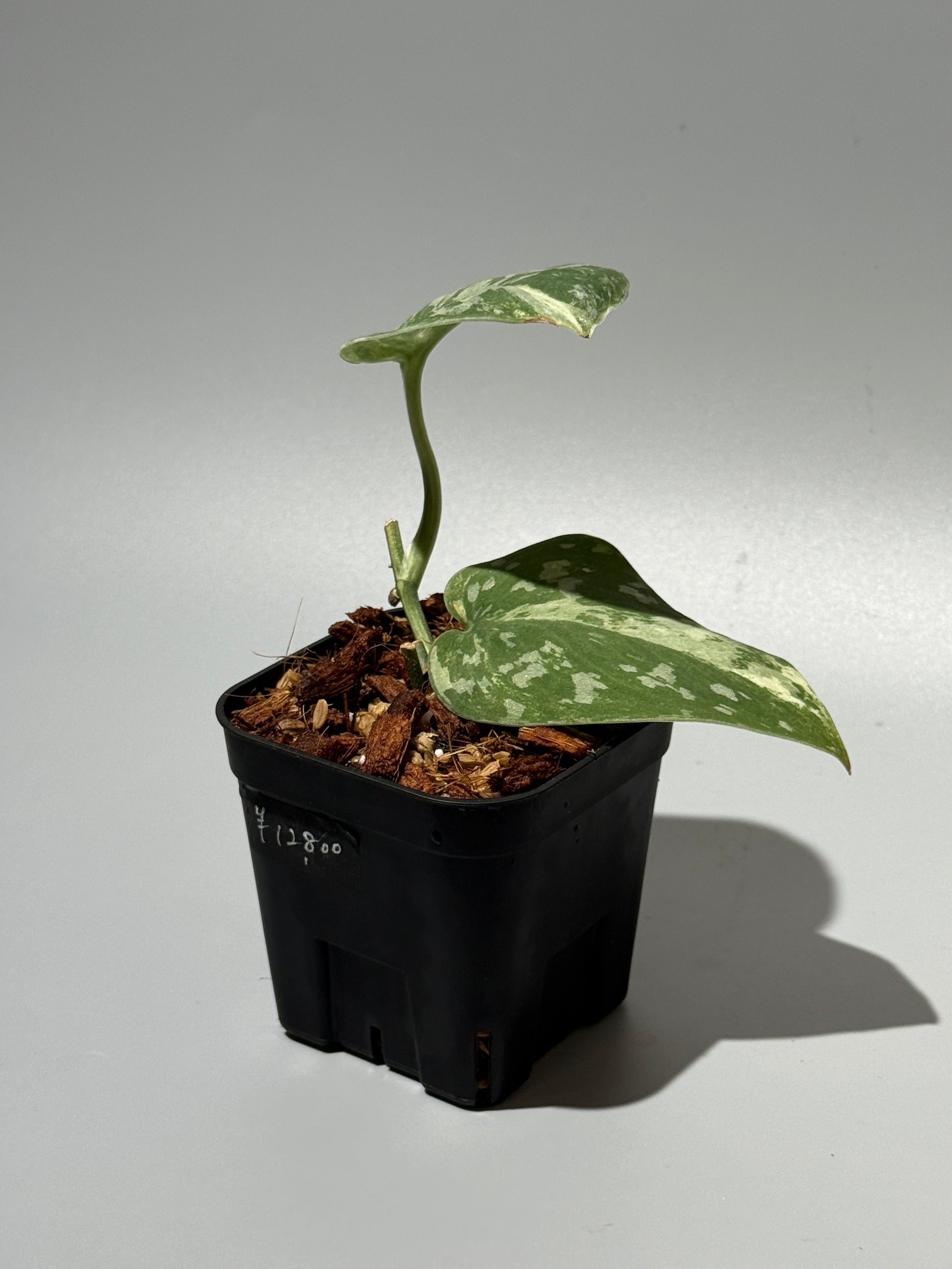 スキンダプサス ホワイトクロコダイル / Scindapsus White crocodile (1)