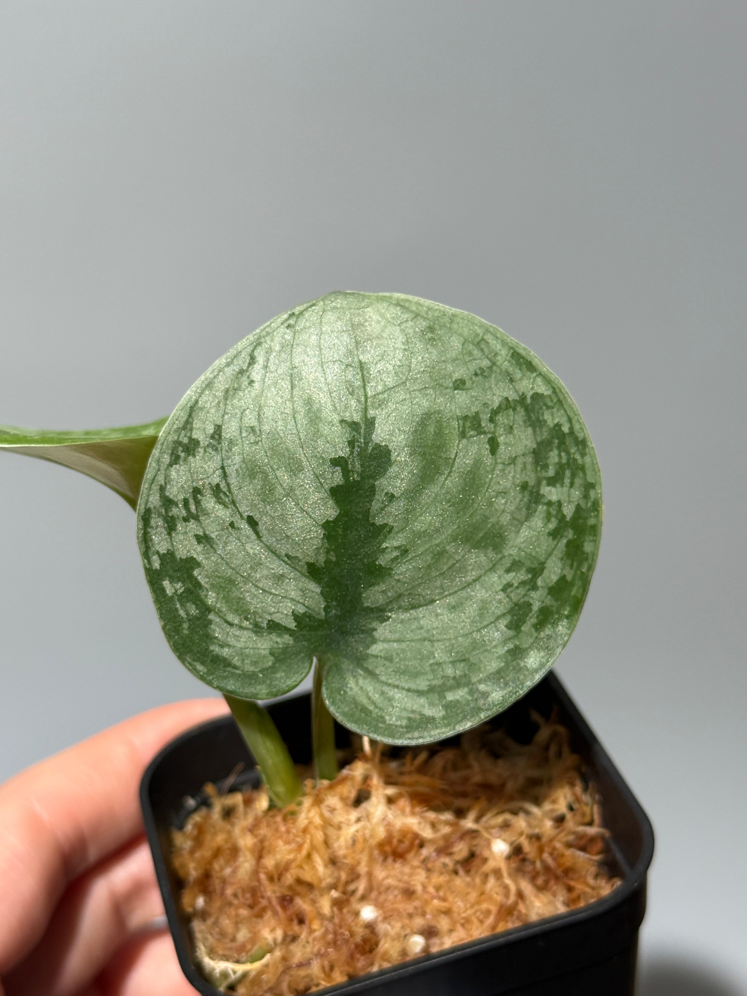 All Plants – Nakayama-Plants