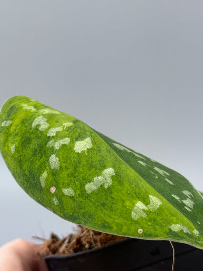 スキンダプサス ファンタジー / Scindapsus Fantasy (1)