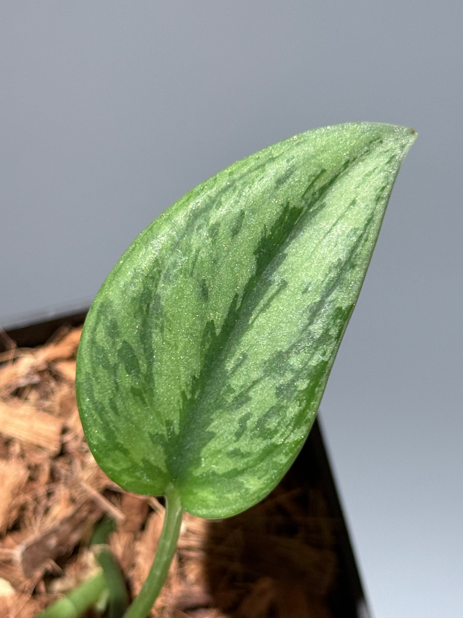 スキンダプサス グリーン アーミー / Scindapsus Green army (1)